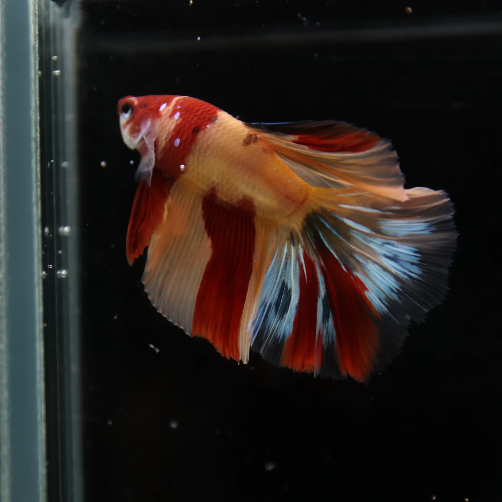 Betta Spendens Fancy Multicolor HM HalfMoon Male HMPK-BL-2705226-006 media 13