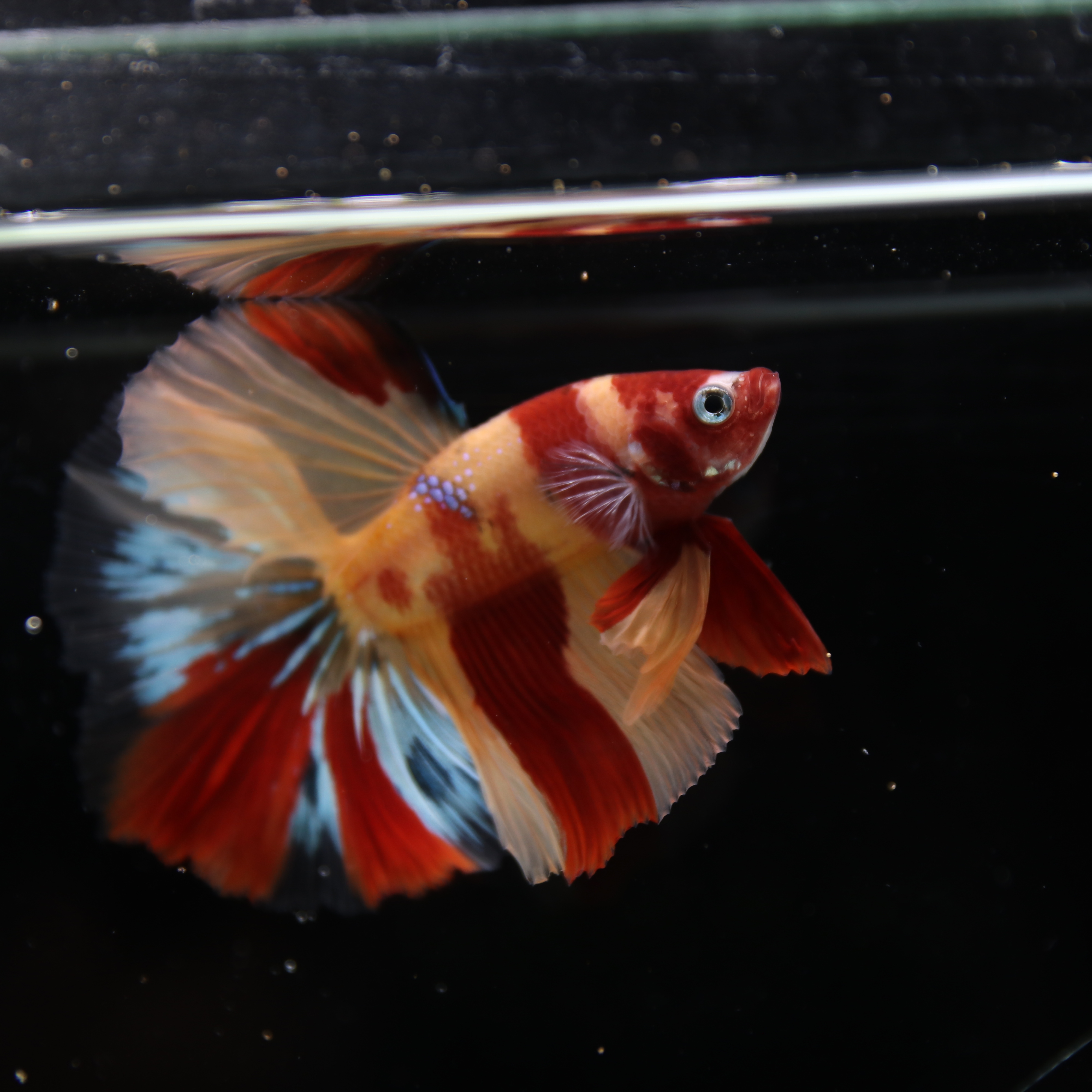 Betta Spendens Fancy Multicolor HM HalfMoon Male HMPK-BL-2705226-006