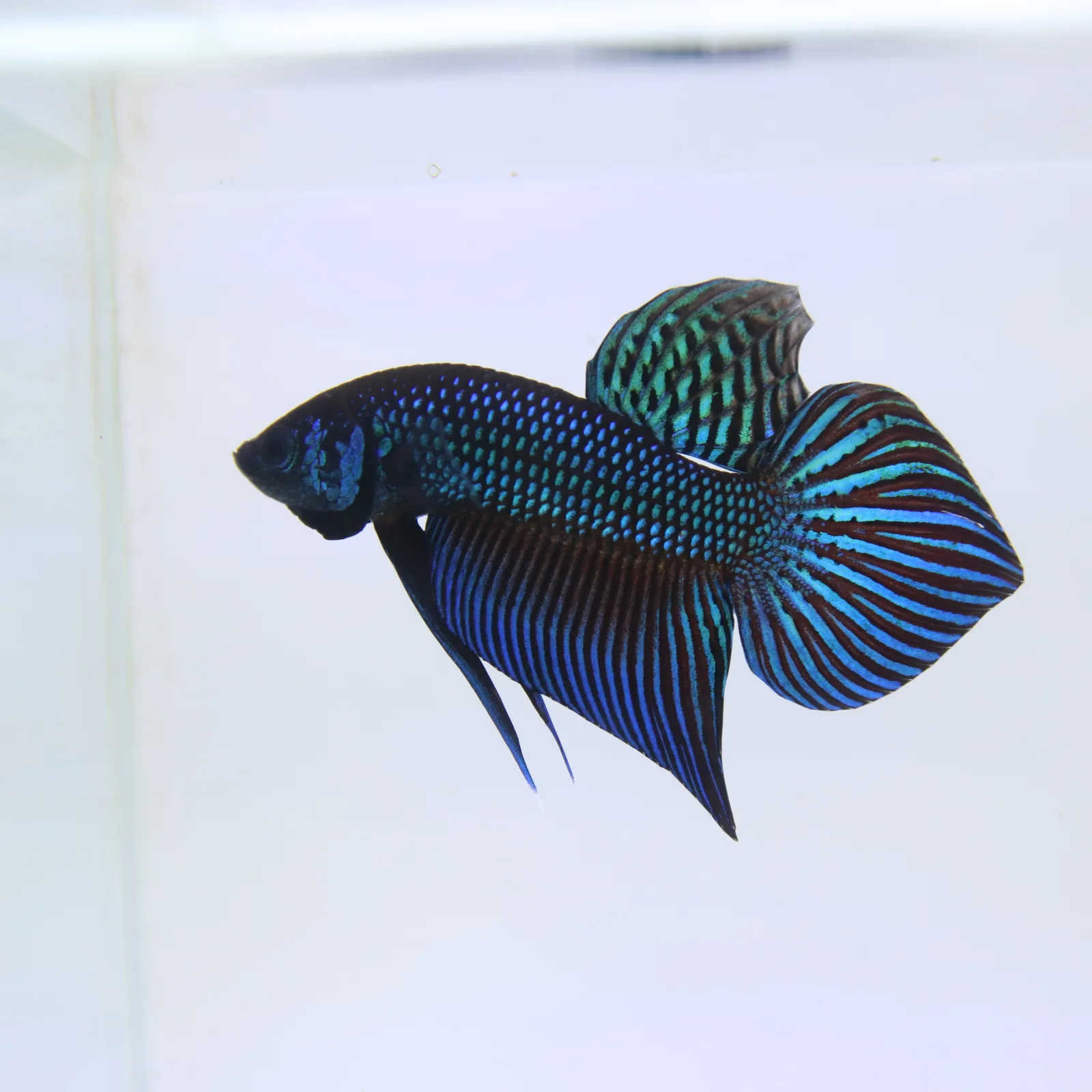 Betta Live Fish Mahachaiensis Green Bid media 5
