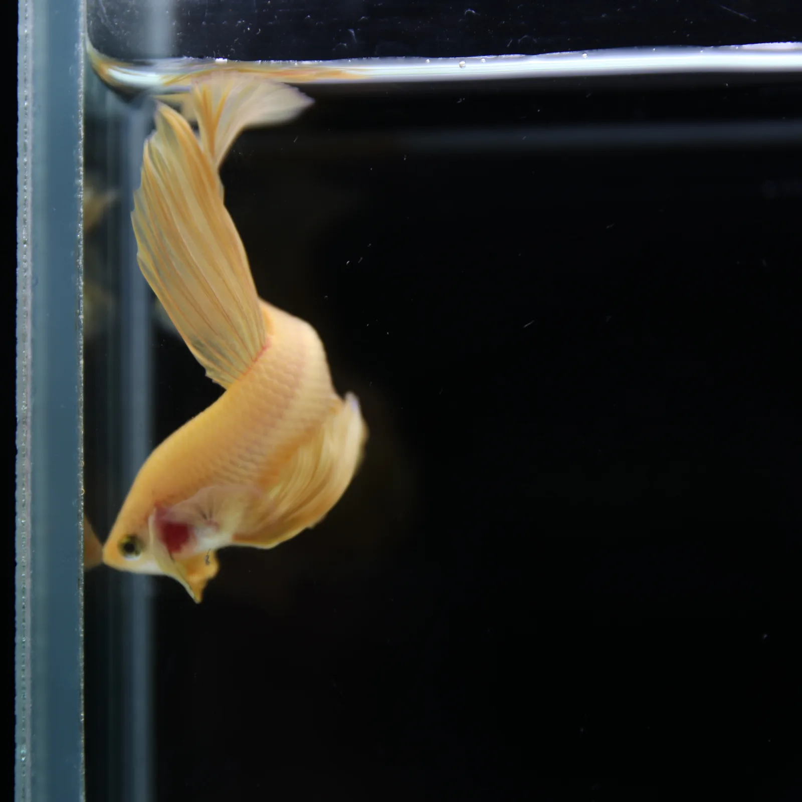 Betta Spendens Fancy Yellow HM HalfMoon Male HMPK-BL-2805226-007 media 2