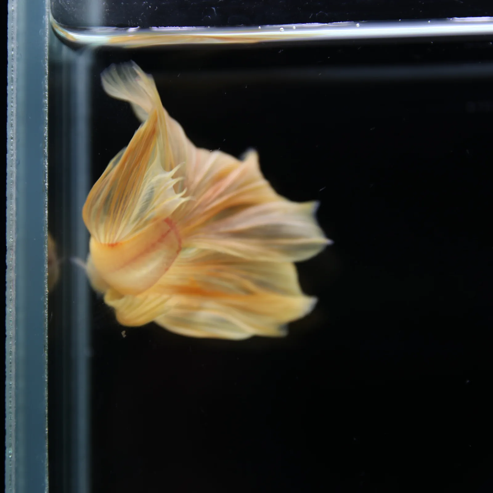 Betta Spendens Fancy Yellow HM HalfMoon Male HMPK-BL-2805226-007 media 3