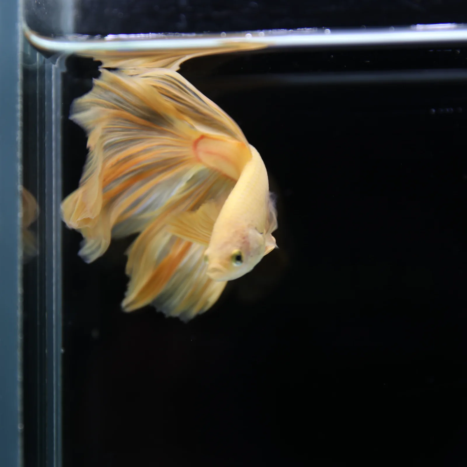 Betta Spendens Fancy Yellow HM HalfMoon Male HMPK-BL-2805226-007 media 4