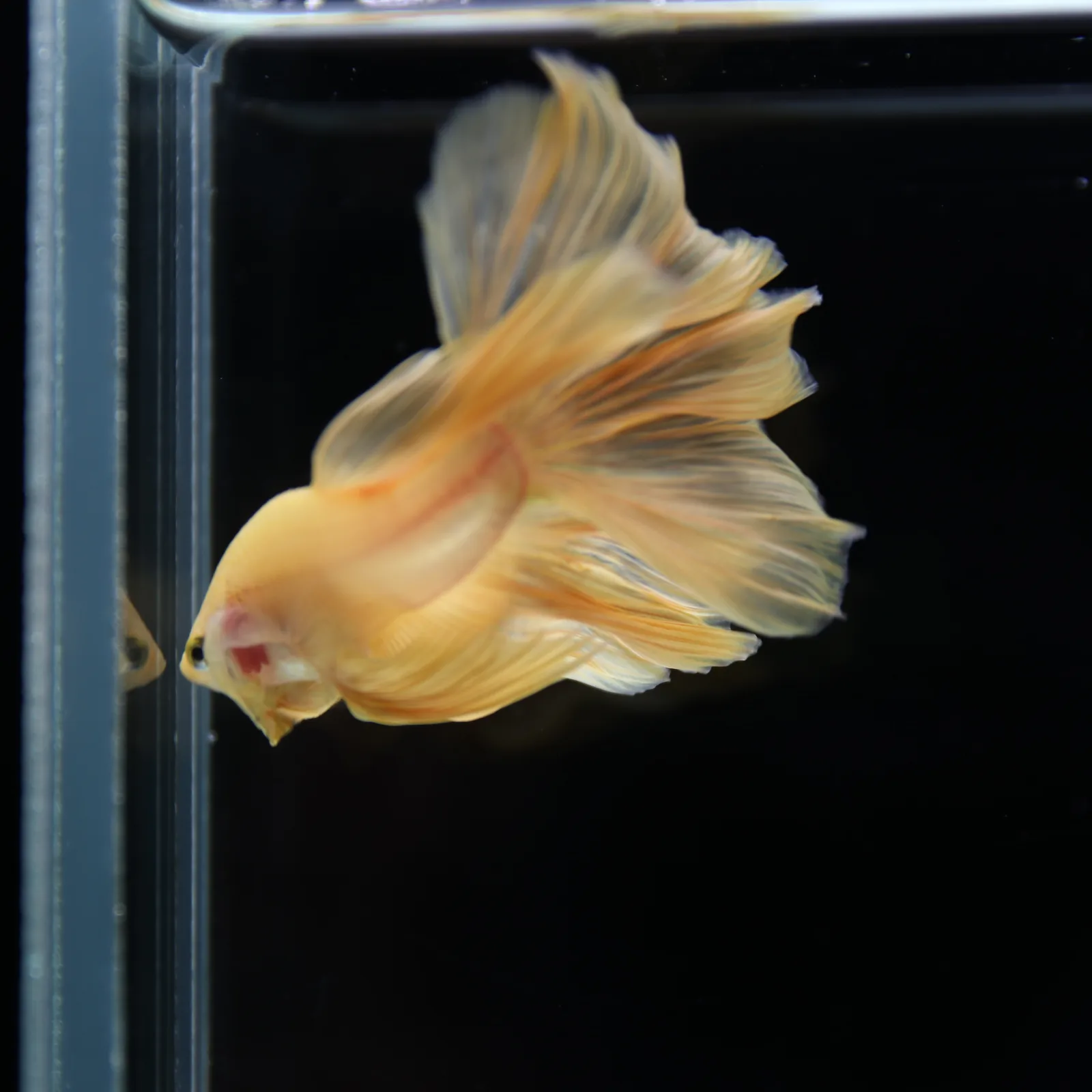 Betta Spendens Fancy Yellow HM HalfMoon Male HMPK-BL-2805226-007 media 5