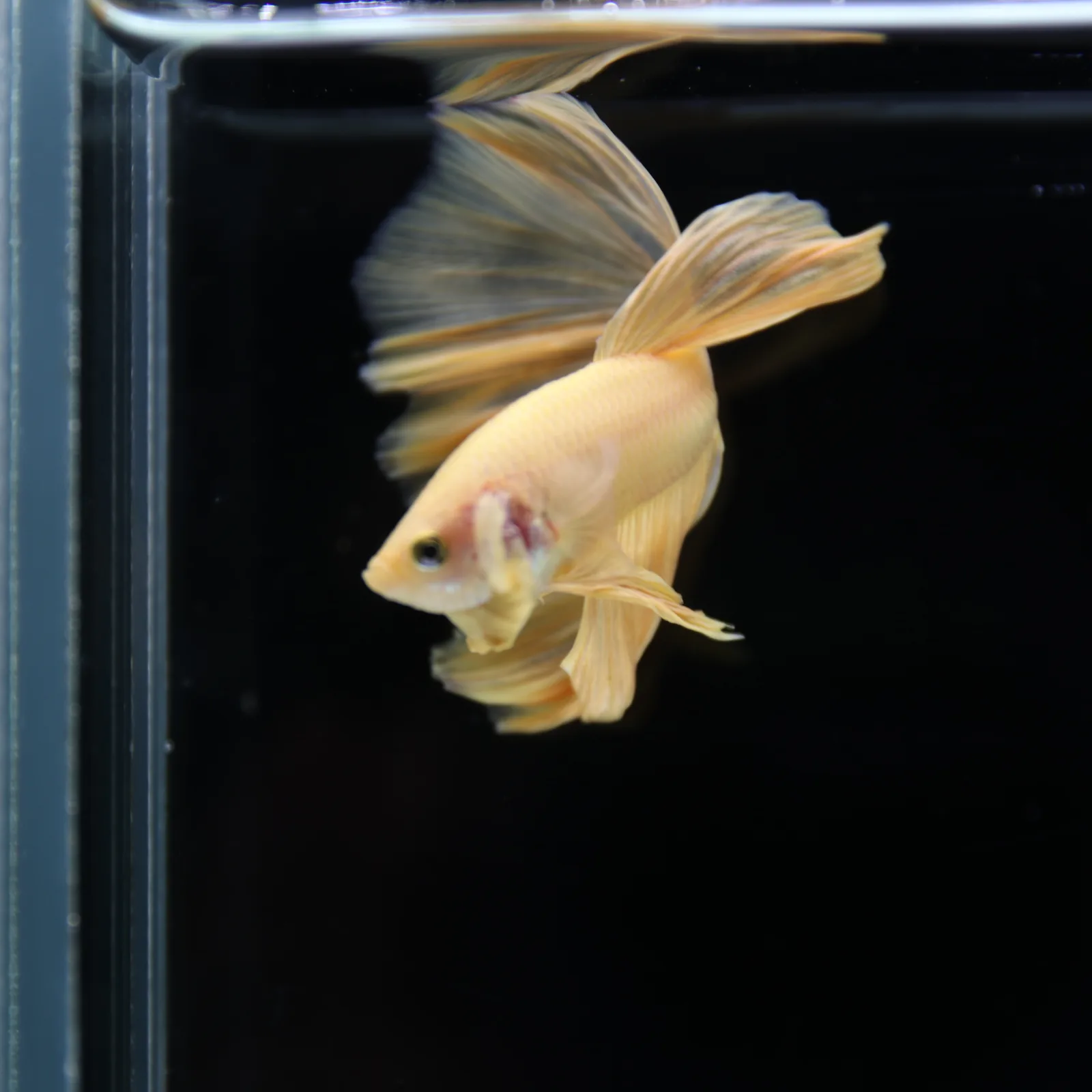 Betta Spendens Fancy Yellow HM HalfMoon Male HMPK-BL-2805226-007 media 6