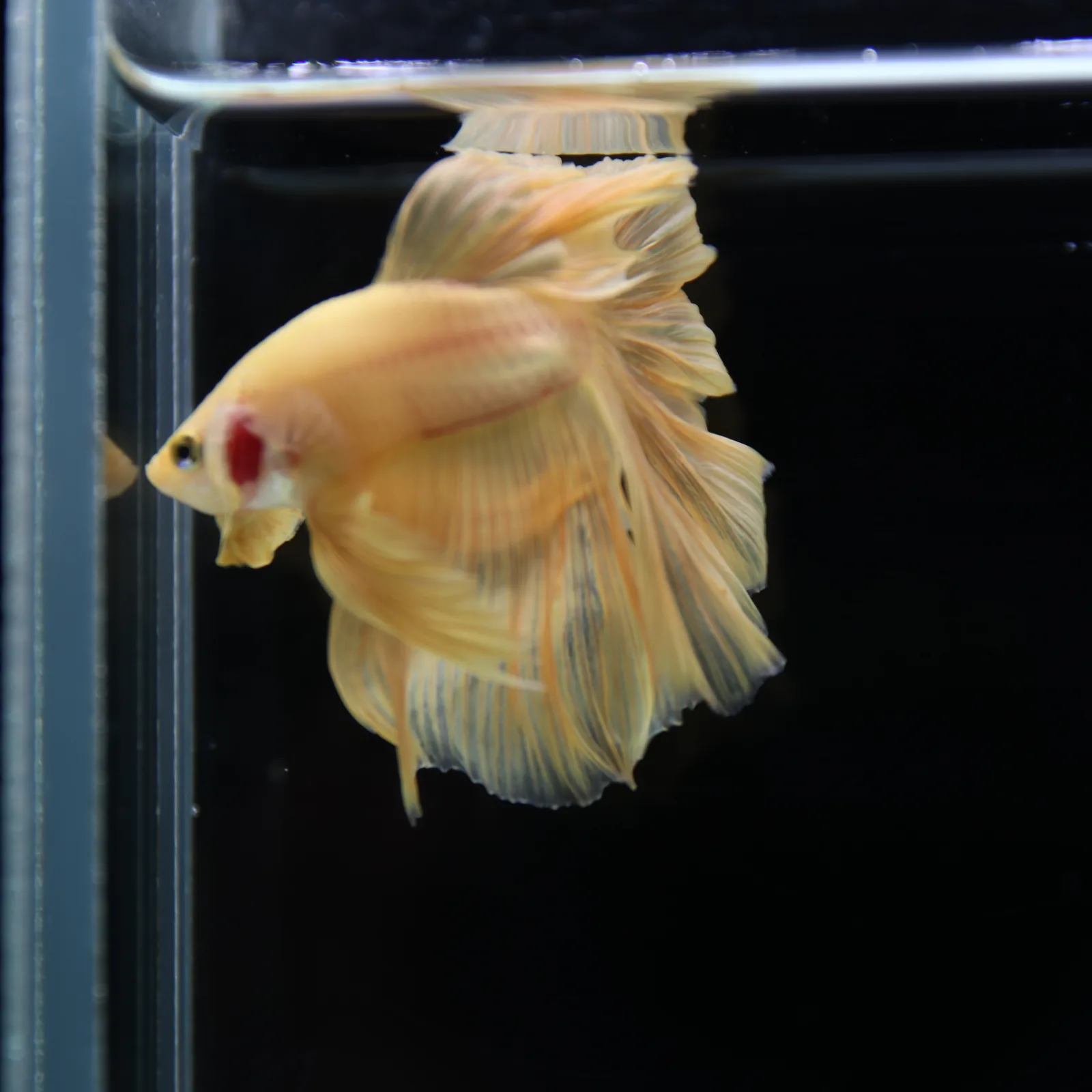 Betta Spendens Fancy Yellow HM HalfMoon Male HMPK-BL-2805226-007 media 7