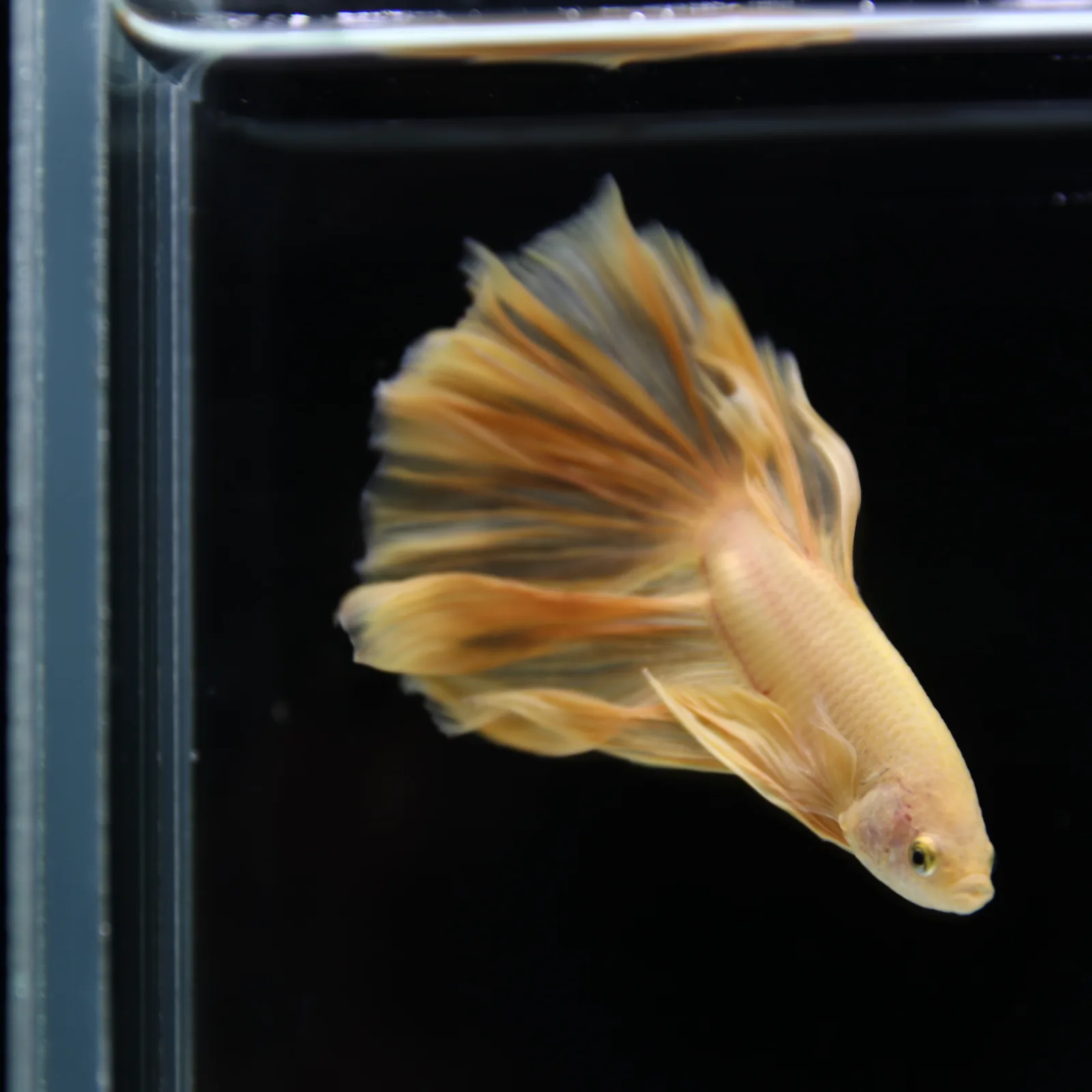 Betta Spendens Fancy Yellow HM HalfMoon Male HMPK-BL-2805226-007 media 8