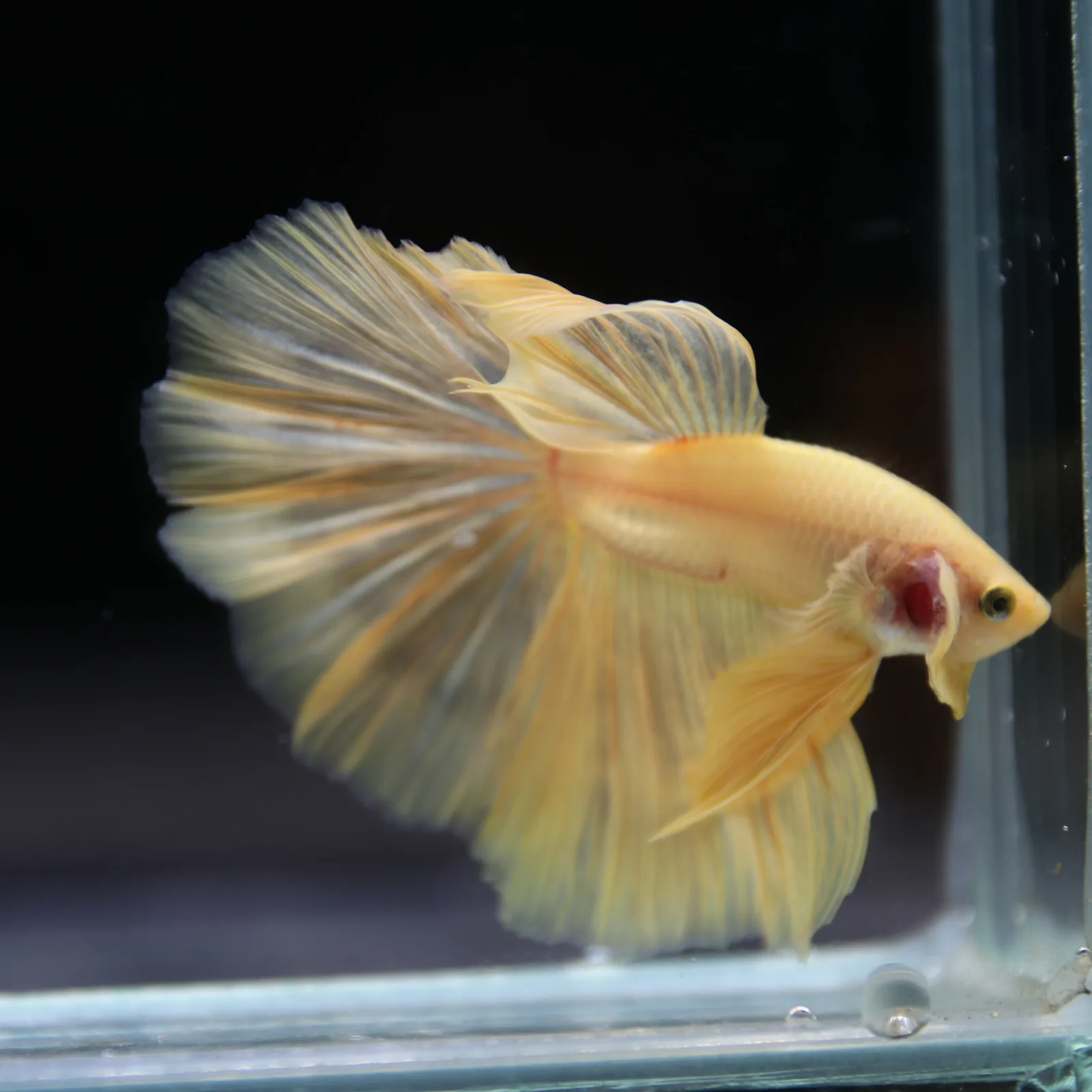 Betta Spendens Fancy Yellow HM HalfMoon Male HMPK-BL-2805226-007 media 9