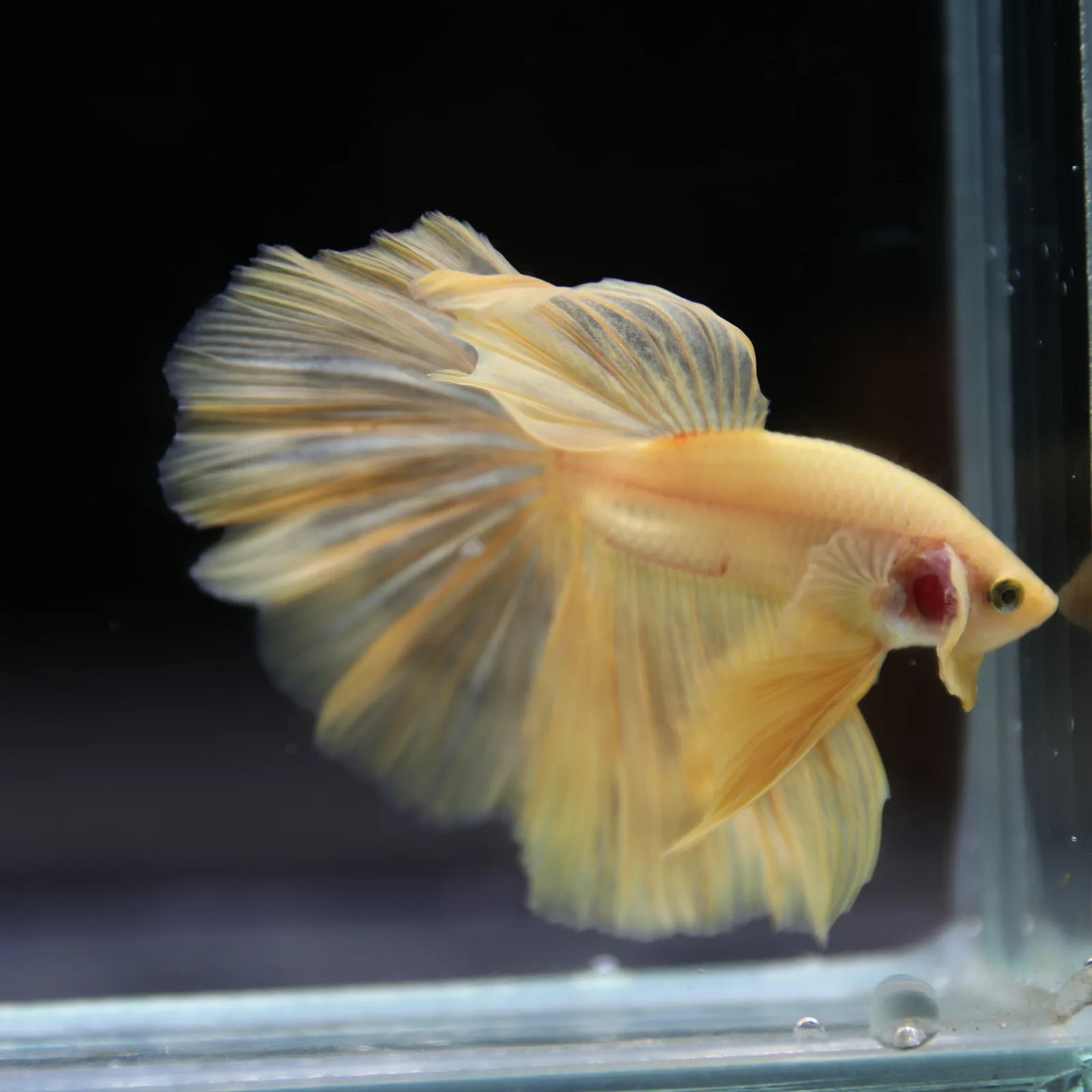 Betta Spendens Fancy Yellow HM HalfMoon Male HMPK-BL-2805226-007 media 10