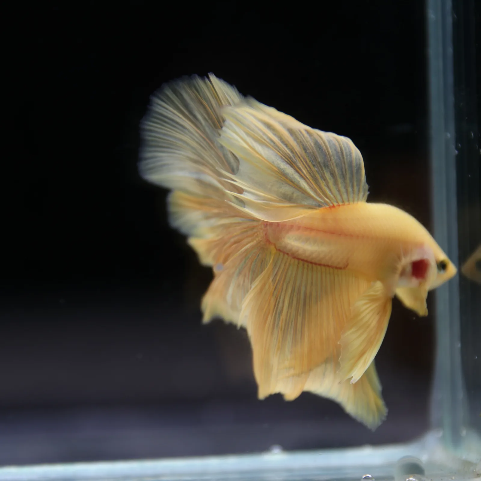 Betta Spendens Fancy Yellow HM HalfMoon Male HMPK-BL-2805226-007 media 12