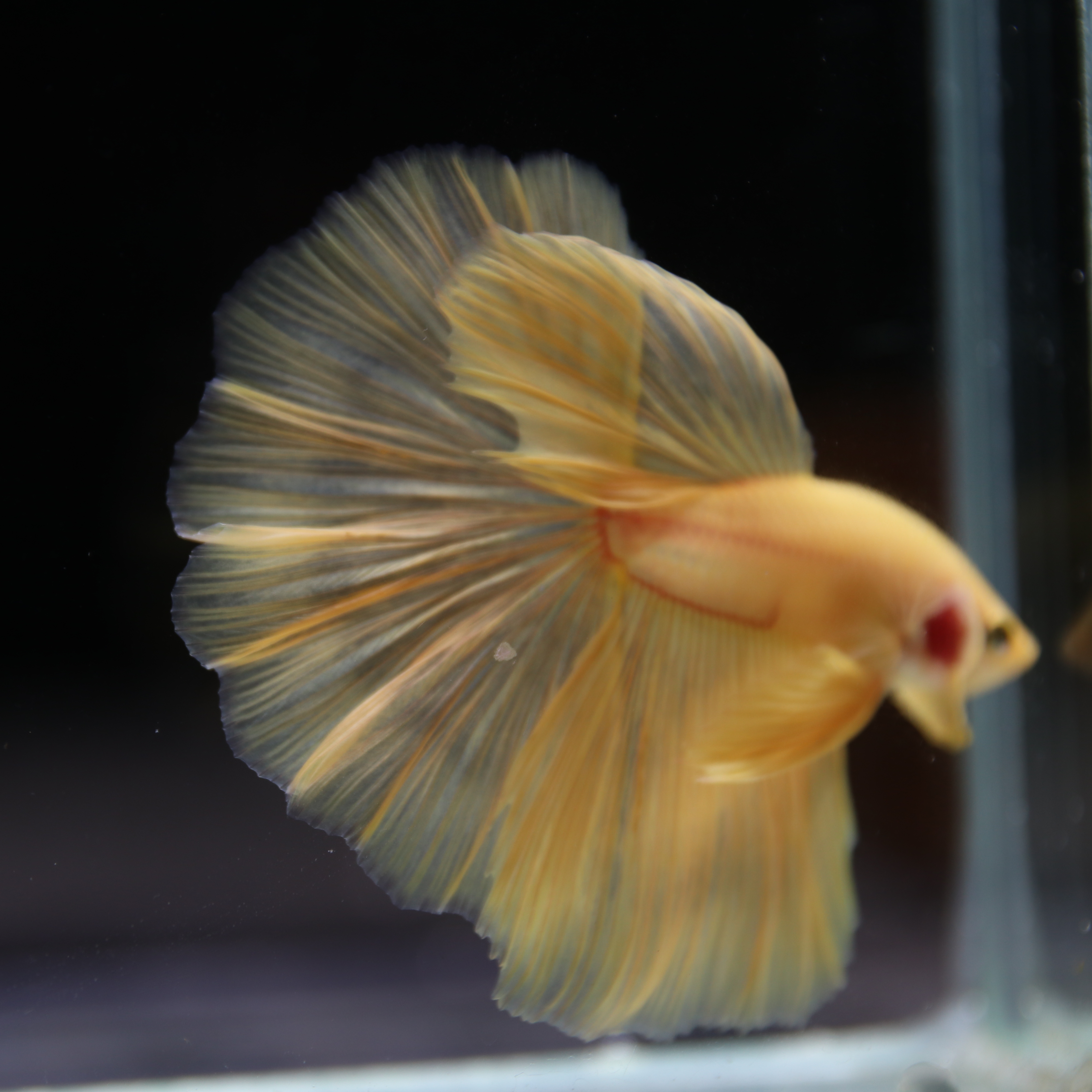 Betta Spendens Fancy Yellow HM HalfMoon Male HMPK-BL-2805226-007