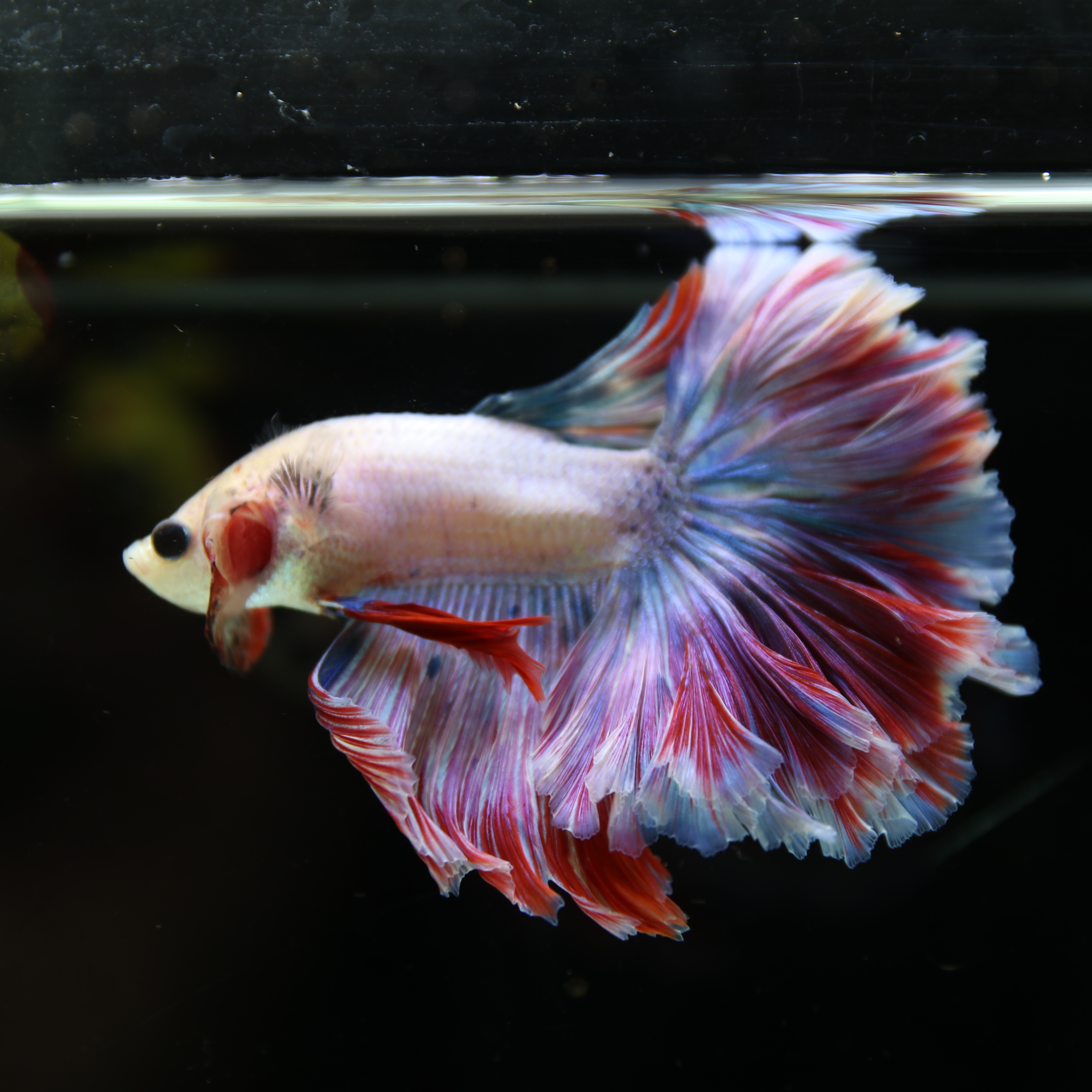 Betta Spendens Fancy Lavender HM HalfMoon Male HMPK-BL-2805226-008