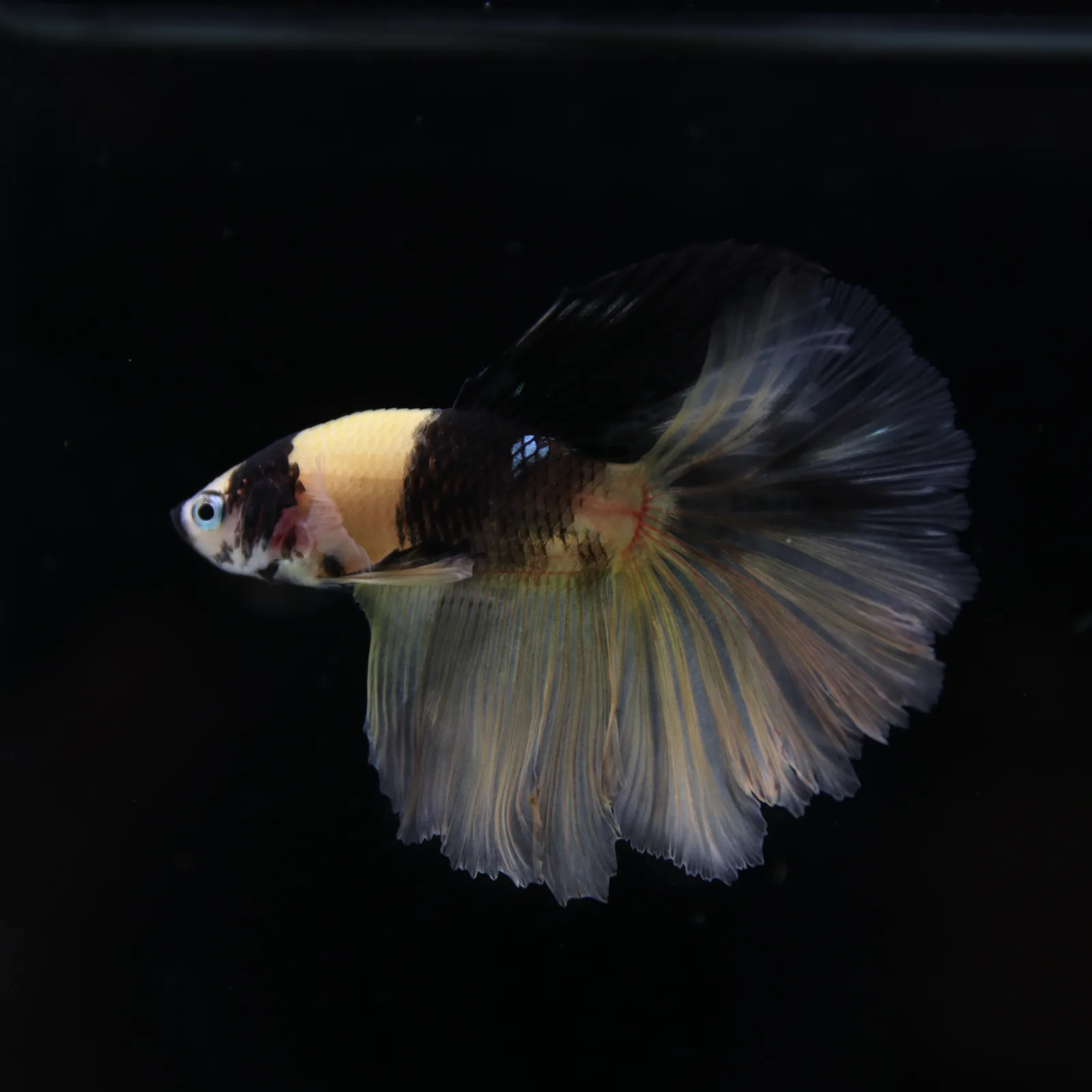 Betta Spendens Fancy KOI Yellow HM HalfMoon Male HMPK-BL-2805226-009 media 2
