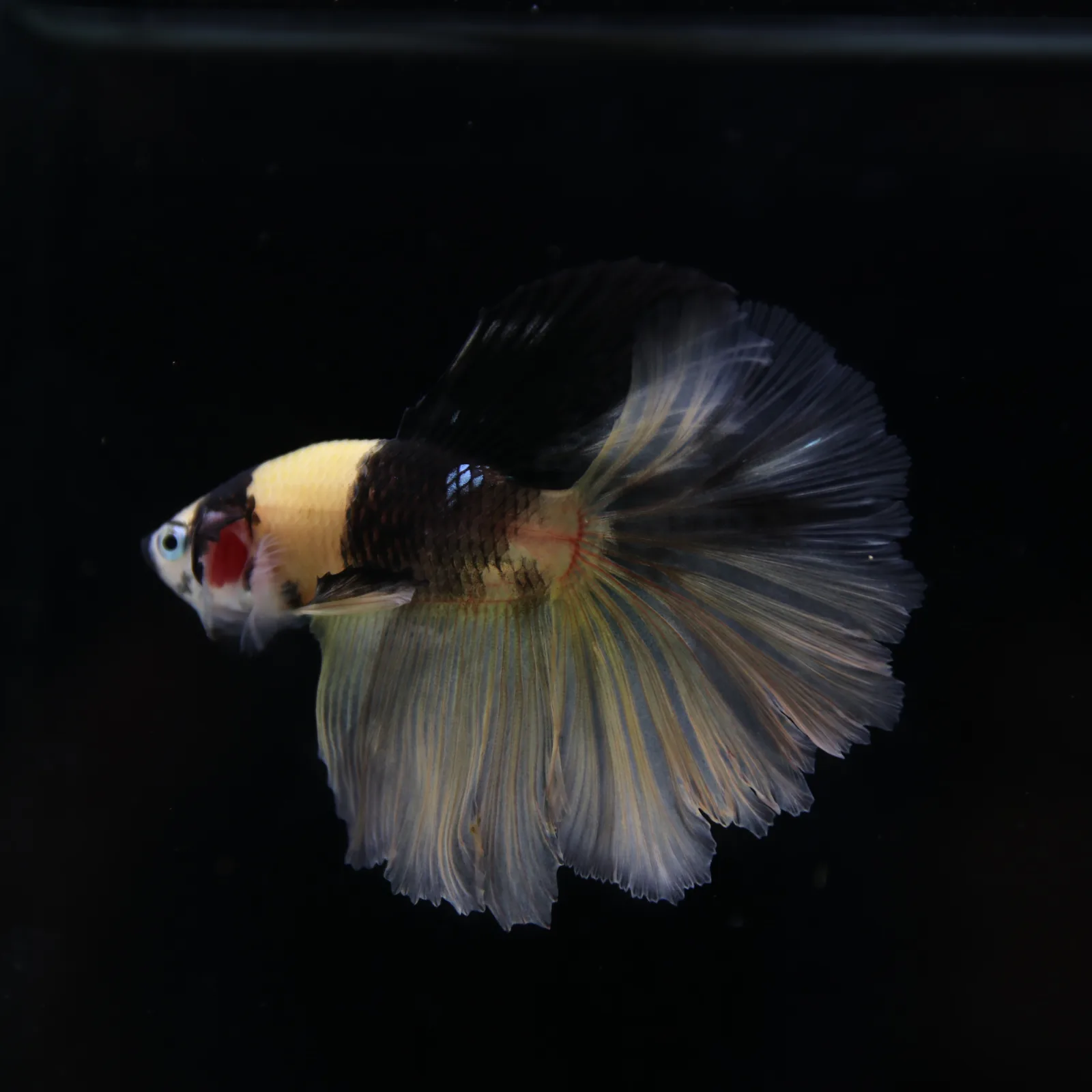 Betta Spendens Fancy KOI Yellow HM HalfMoon Male HMPK-BL-2805226-009 media 3