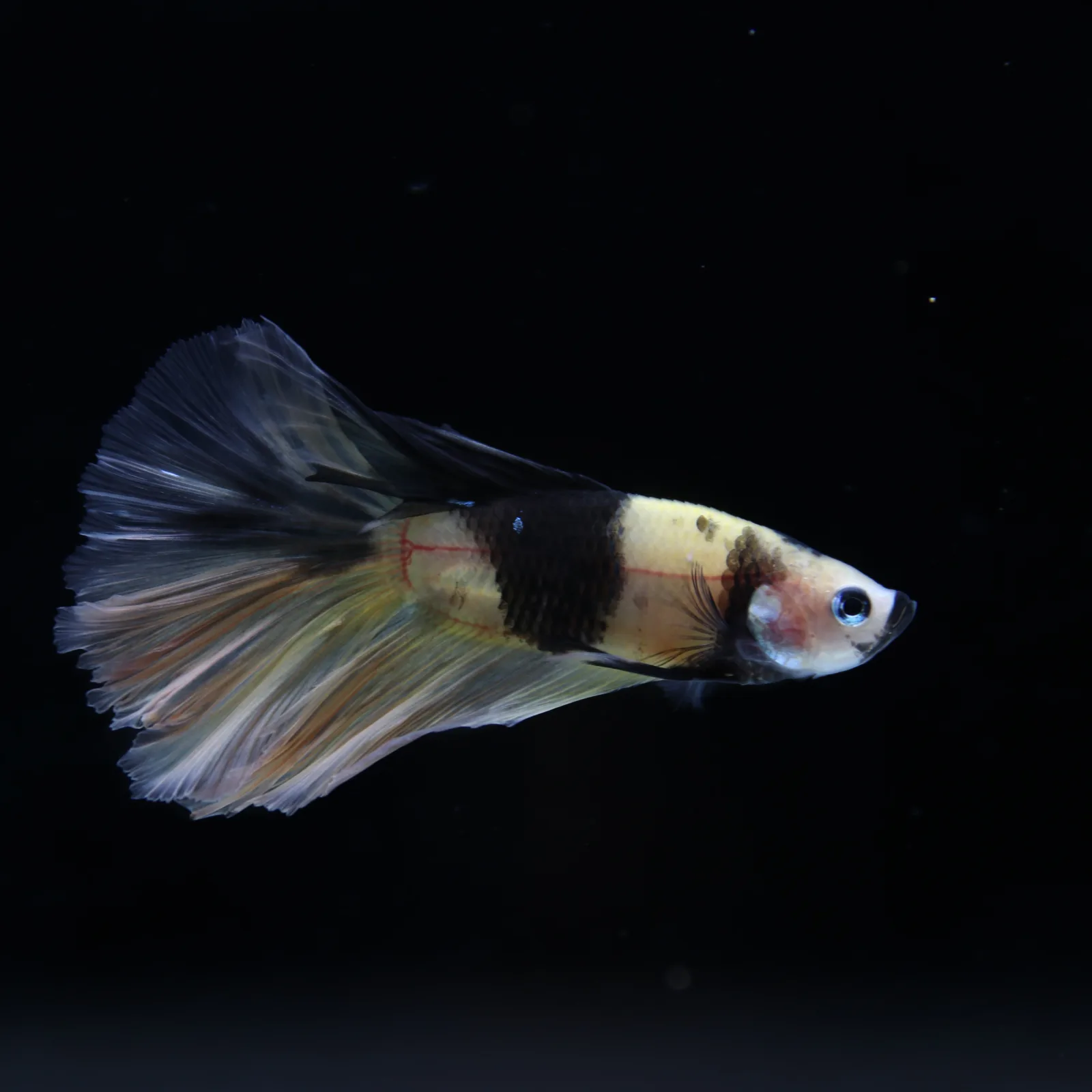 Betta Spendens Fancy KOI Yellow HM HalfMoon Male HMPK-BL-2805226-009 media 4