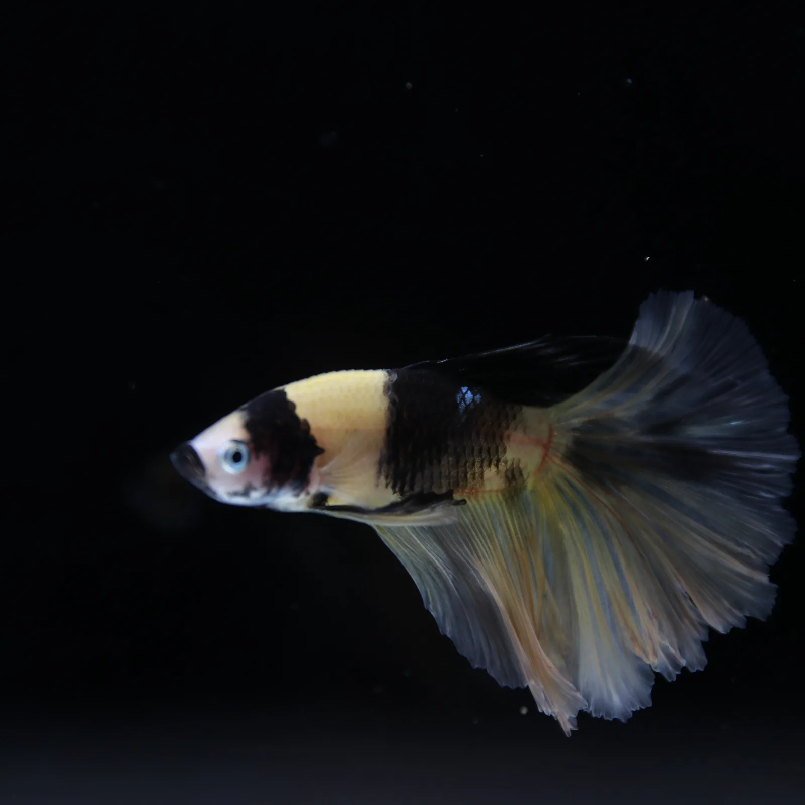 Betta Spendens Fancy KOI Yellow HM HalfMoon Male HMPK-BL-2805226-009 media 7