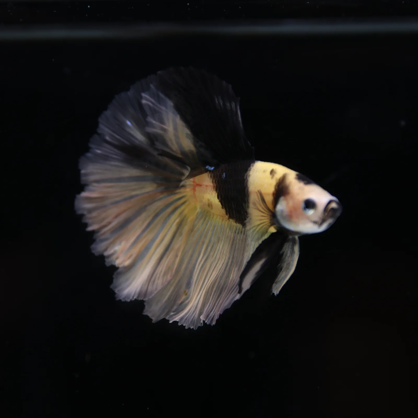Betta Spendens Fancy KOI Yellow HM HalfMoon Male HMPK-BL-2805226-009 media 10