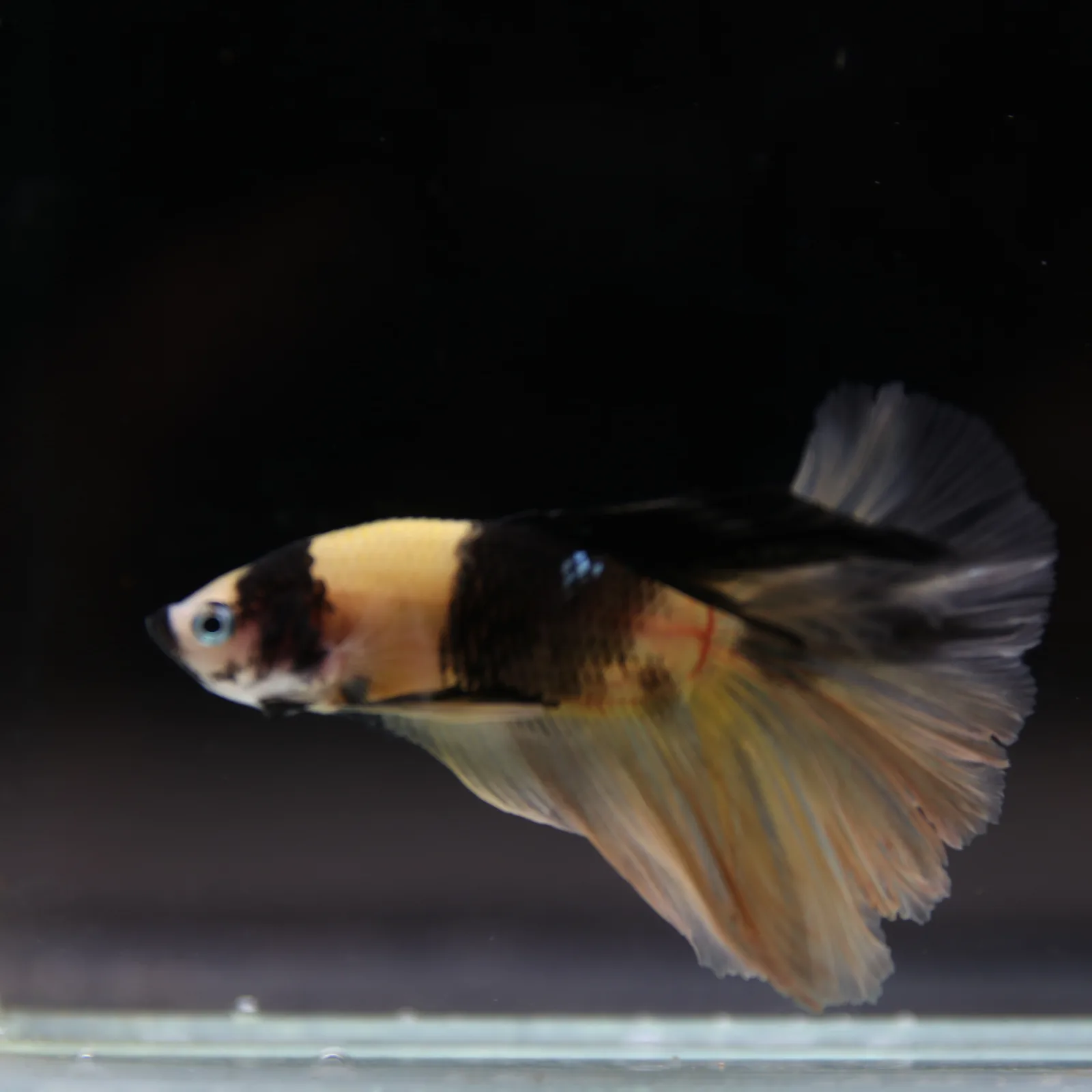 Betta Spendens Fancy KOI Yellow HM HalfMoon Male HMPK-BL-2805226-009 media 11