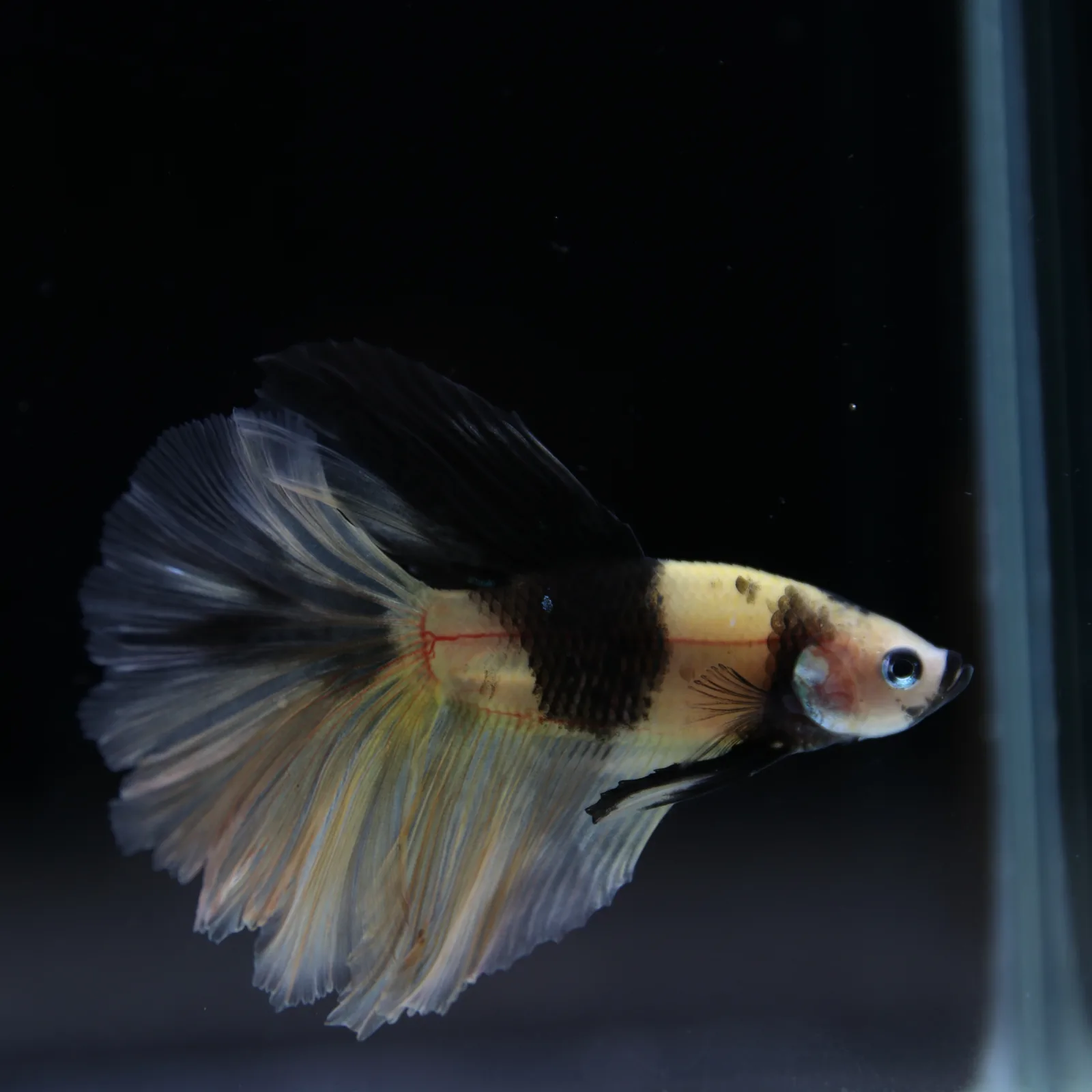Betta Spendens Fancy KOI Yellow HM HalfMoon Male HMPK-BL-2805226-009 media 13