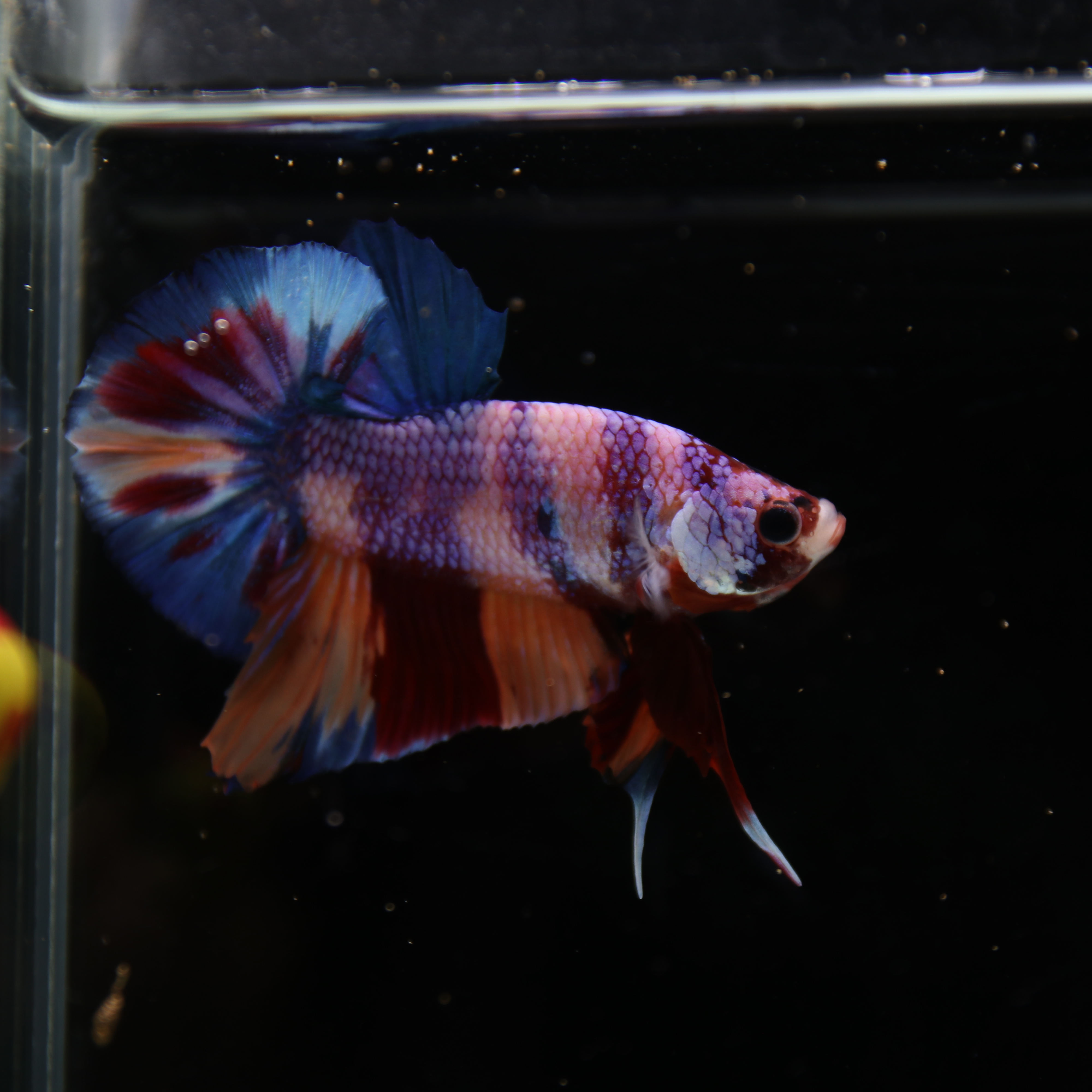 Betta Spendens Fancy Candy HMPK Male HMPK-BL-2905226-010