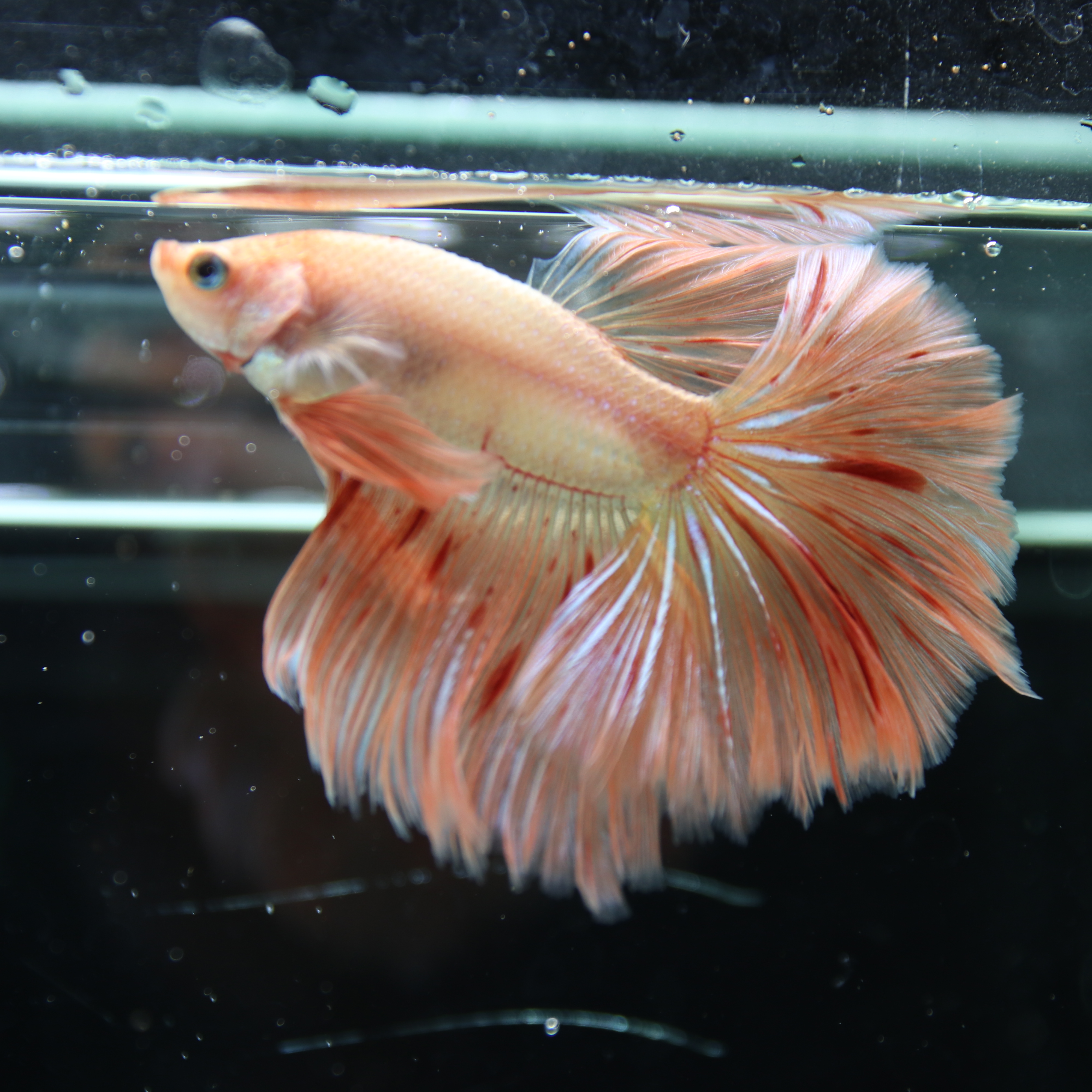 Betta Spendens Fancy  HalfMoon RoseTail Pink HM Male HMPK-BL-2905226-011