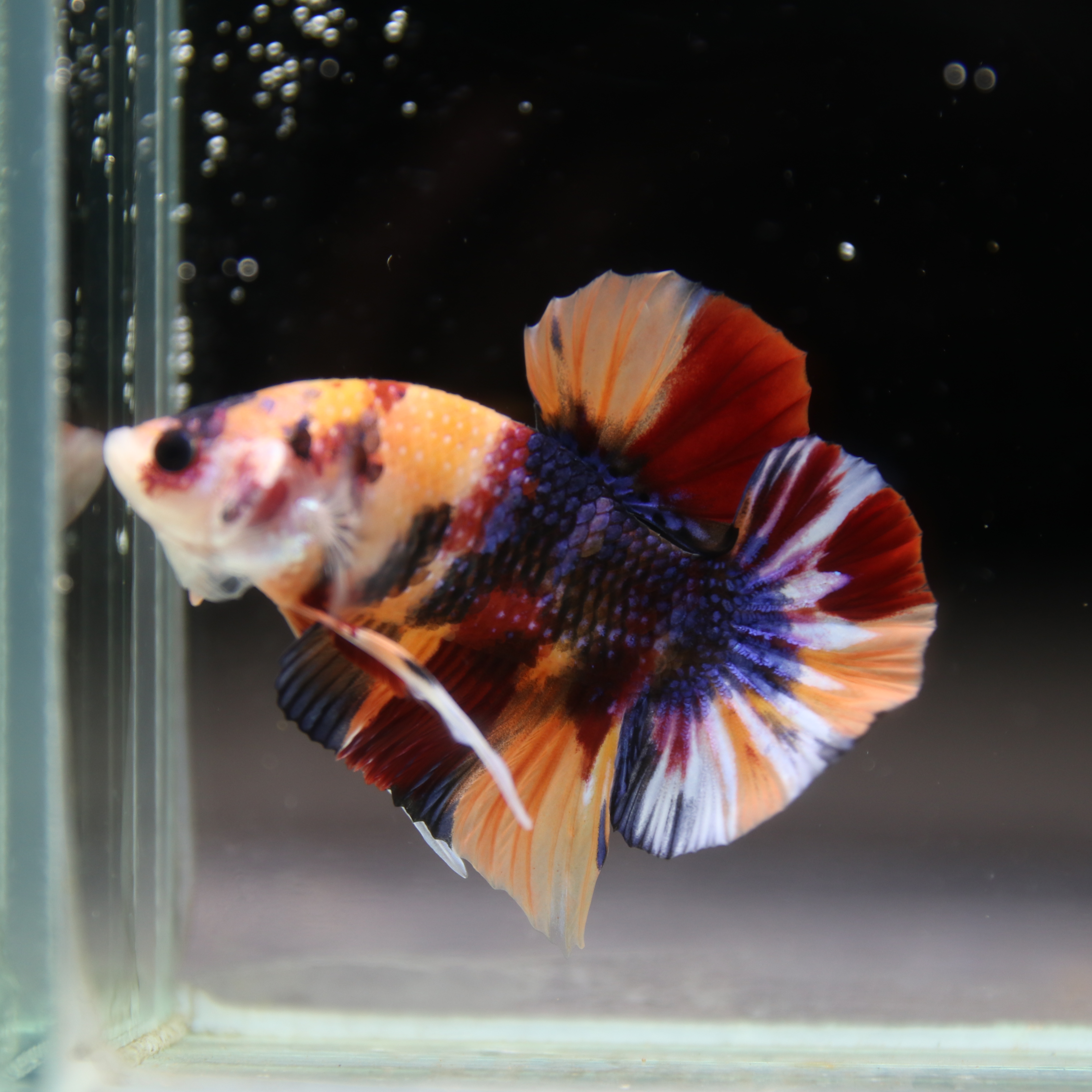 Betta Spendens Fancy Half Moon Plakad Candy HMPK Male HMPK-BL-2905226-012