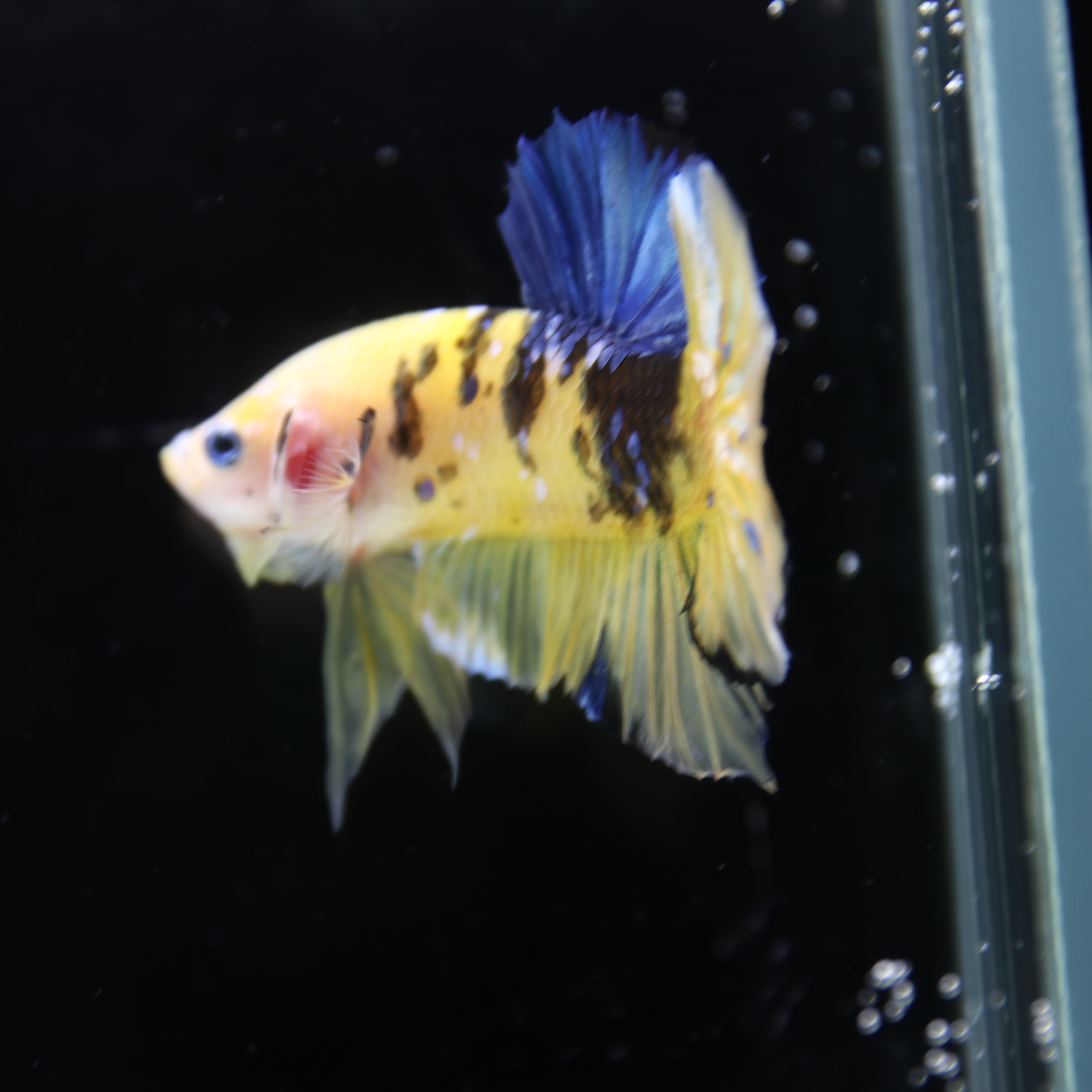 Betta Spendens Fancy Half Moon Plakad Candy Yellow HMPK Male HMPK-BL-2905226-013