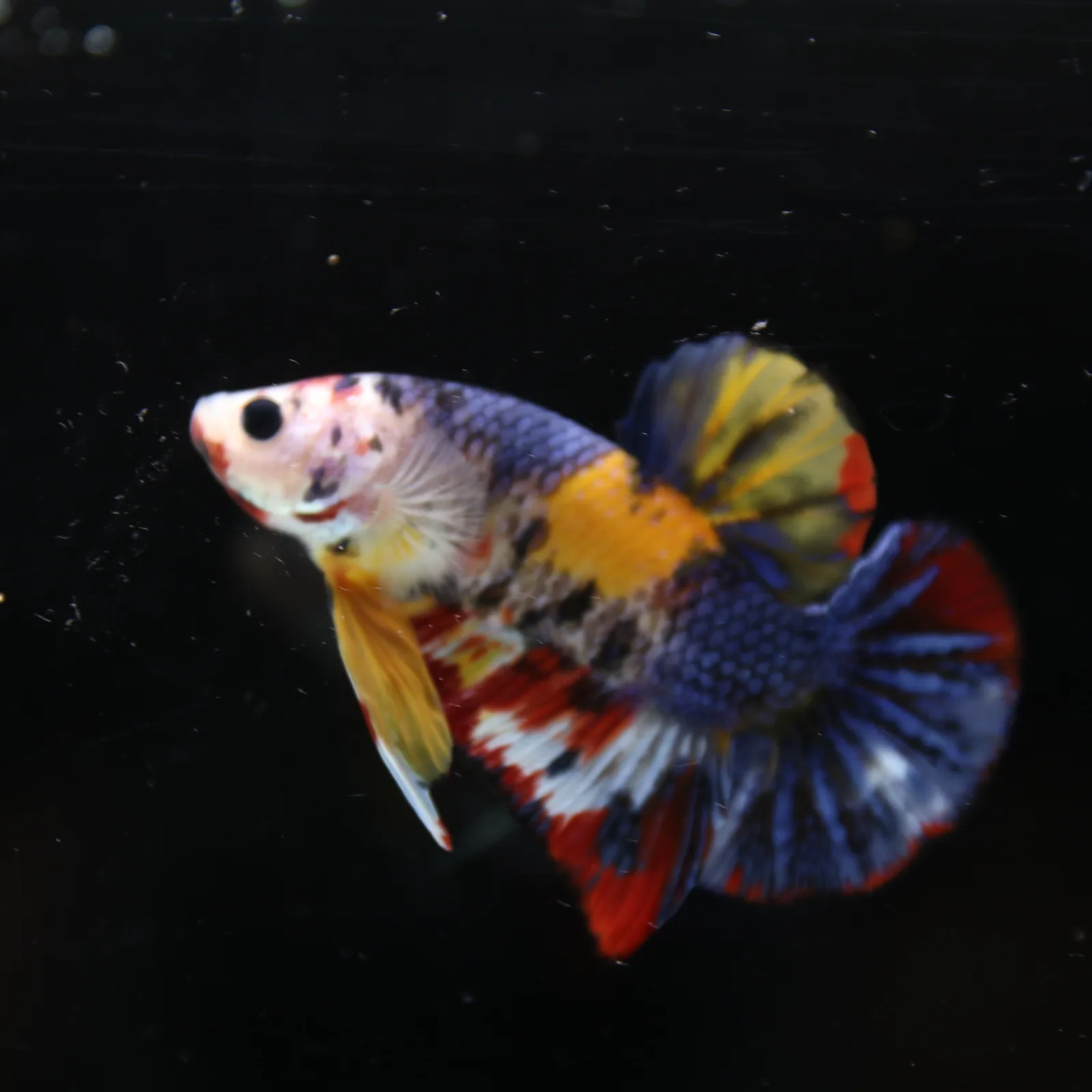 Betta Spendens Fancy Half Moon Plakad Candy Yellow HMPK Male HMPK-BL-2905226-014 media 3
