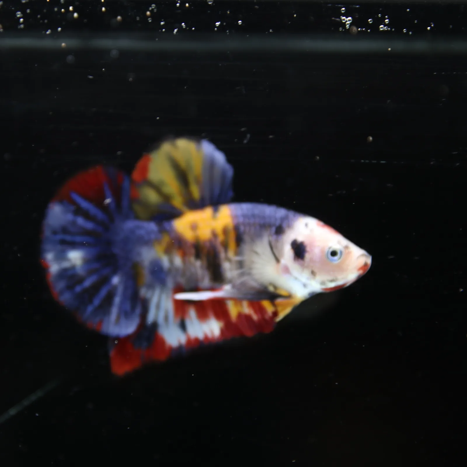 Betta Spendens Fancy Half Moon Plakad Candy Yellow HMPK Male HMPK-BL-2905226-014 media 4