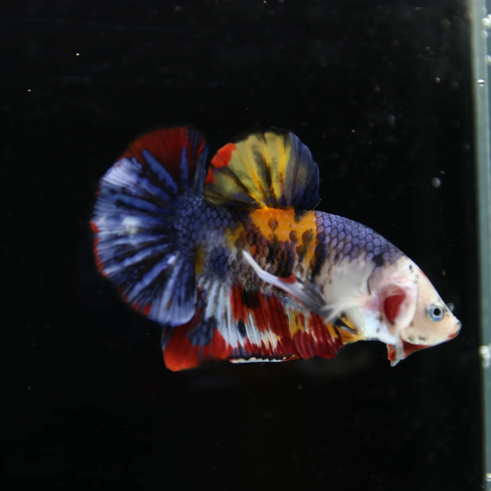 Betta Spendens Fancy Half Moon Plakad Candy Yellow HMPK Male HMPK-BL-2905226-014 media 5
