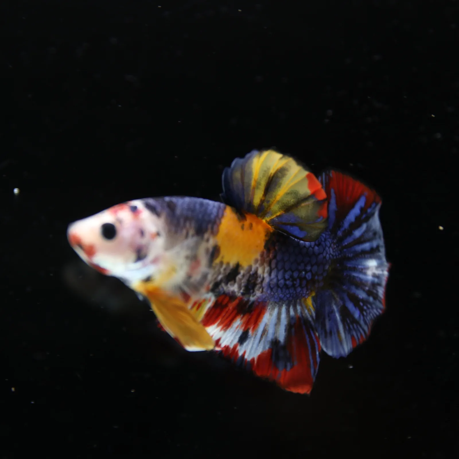 Betta Spendens Fancy Half Moon Plakad Candy Yellow HMPK Male HMPK-BL-2905226-014 media 6