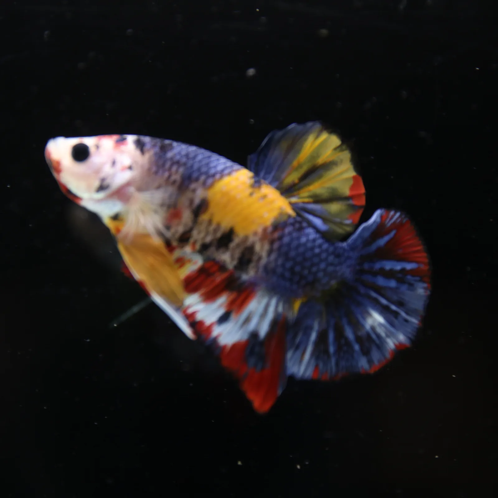 Betta Spendens Fancy Half Moon Plakad Candy Yellow HMPK Male HMPK-BL-2905226-014 media 7