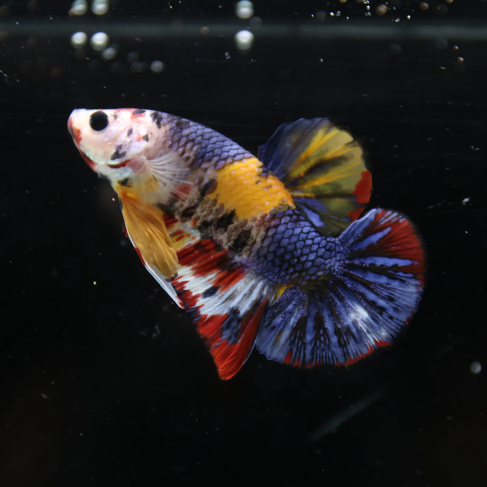 Betta Spendens Fancy Half Moon Plakad Candy Yellow HMPK Male HMPK-BL-2905226-014 media 8