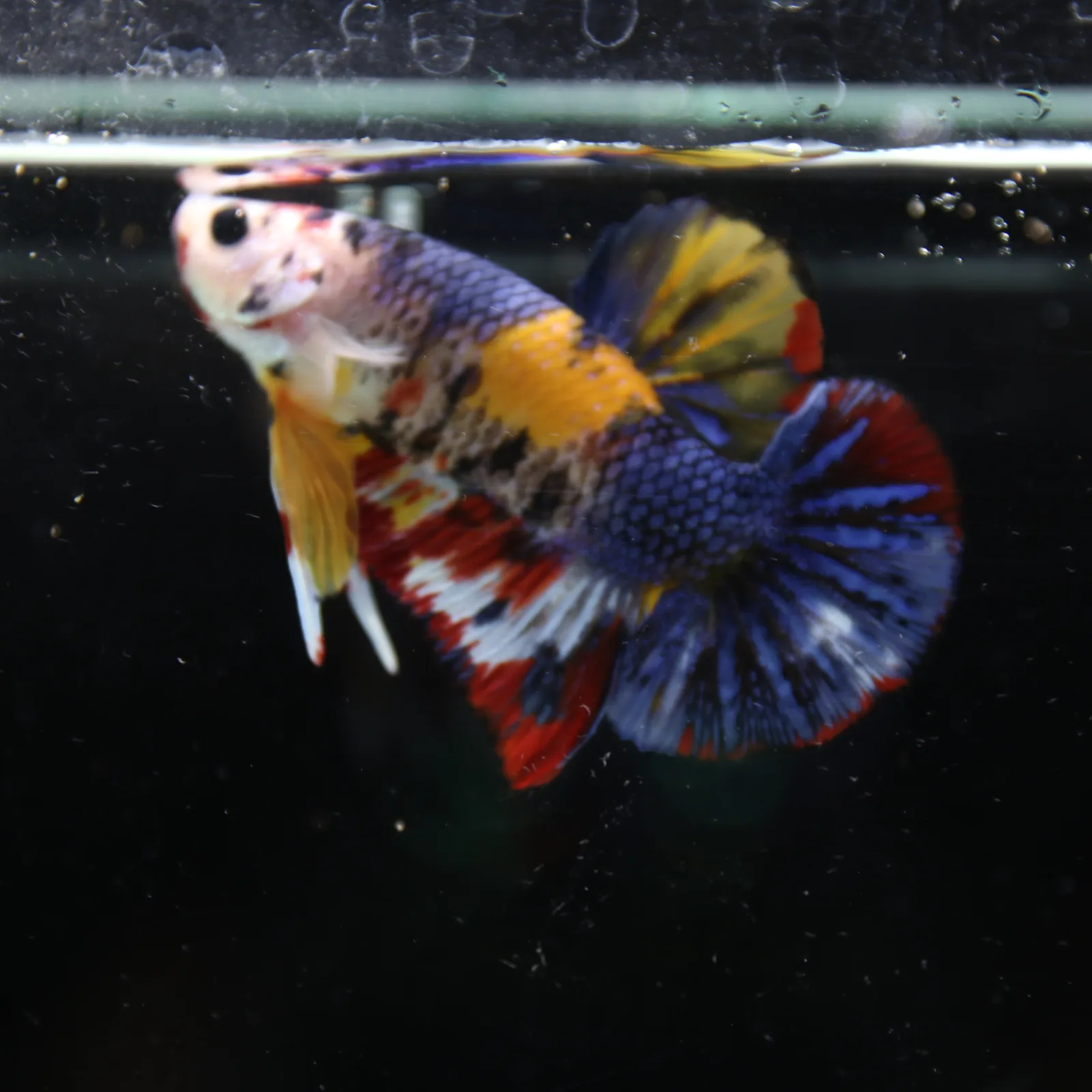 Betta Spendens Fancy Half Moon Plakad Candy Yellow HMPK Male HMPK-BL-2905226-014 media 9