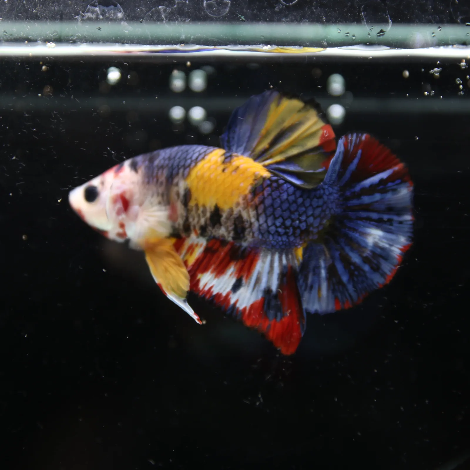 Betta Spendens Fancy Half Moon Plakad Candy Yellow HMPK Male HMPK-BL-2905226-014 media 10
