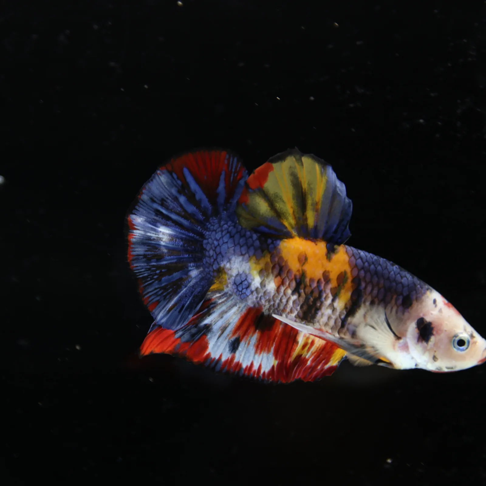 Betta Spendens Fancy Half Moon Plakad Candy Yellow HMPK Male HMPK-BL-2905226-014 media 11