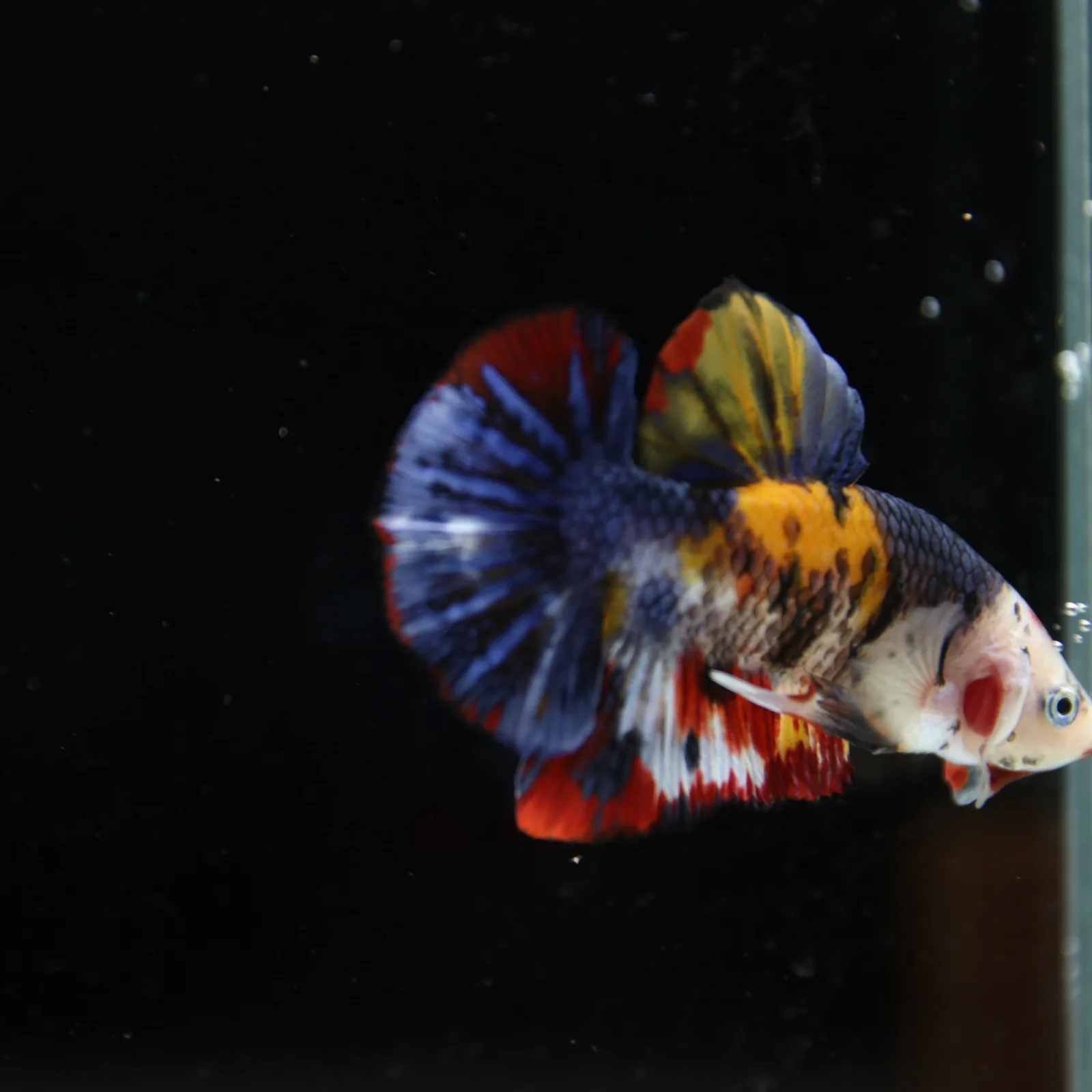 Betta Spendens Fancy Half Moon Plakad Candy Yellow HMPK Male HMPK-BL-2905226-014 media 12