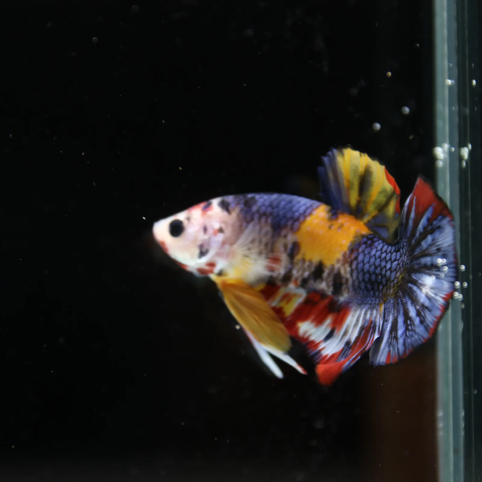 Betta Spendens Fancy Half Moon Plakad Candy Yellow HMPK Male HMPK-BL-2905226-014 media 13