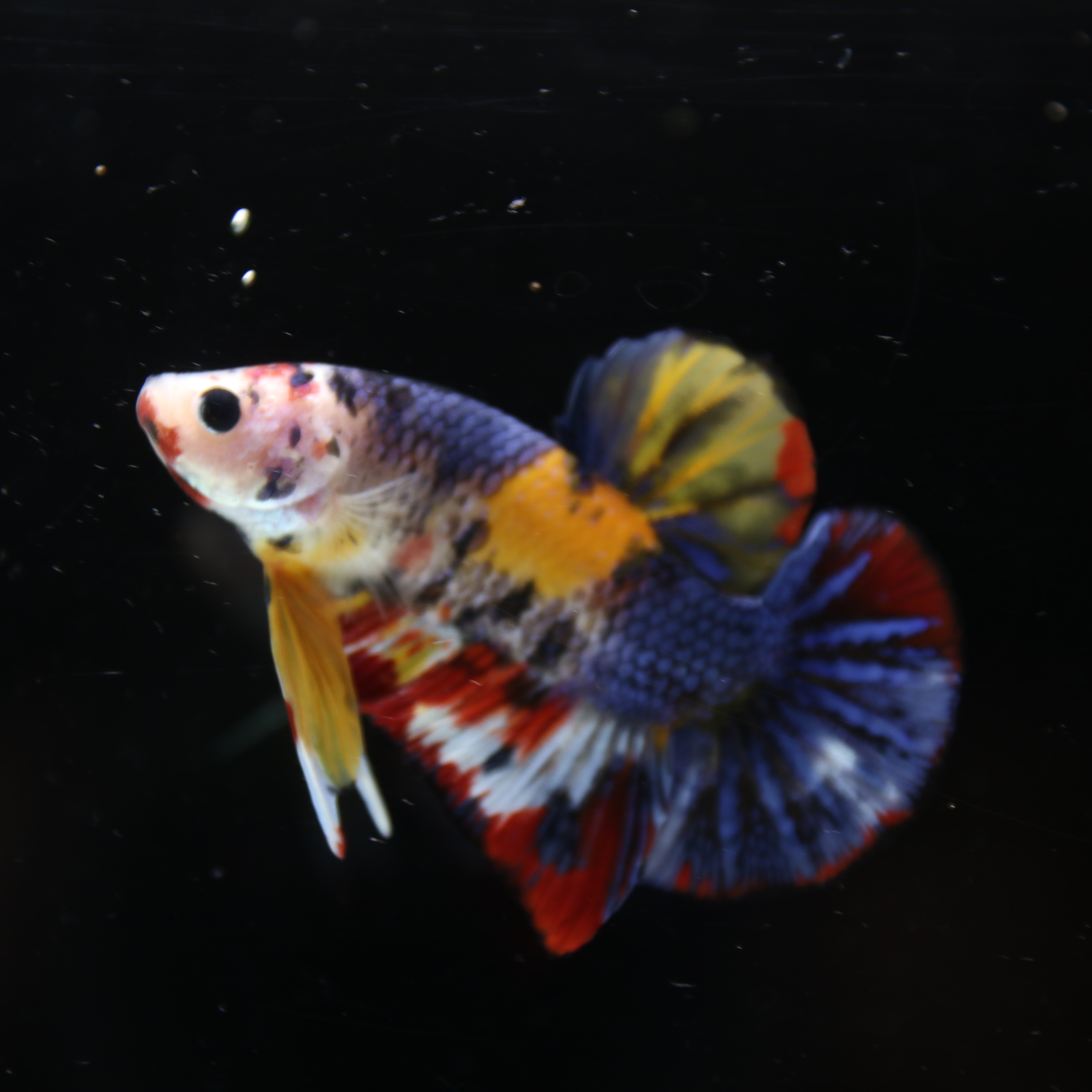 Betta Spendens Fancy Half Moon Plakad Candy Yellow HMPK Male HMPK-BL-2905226-014