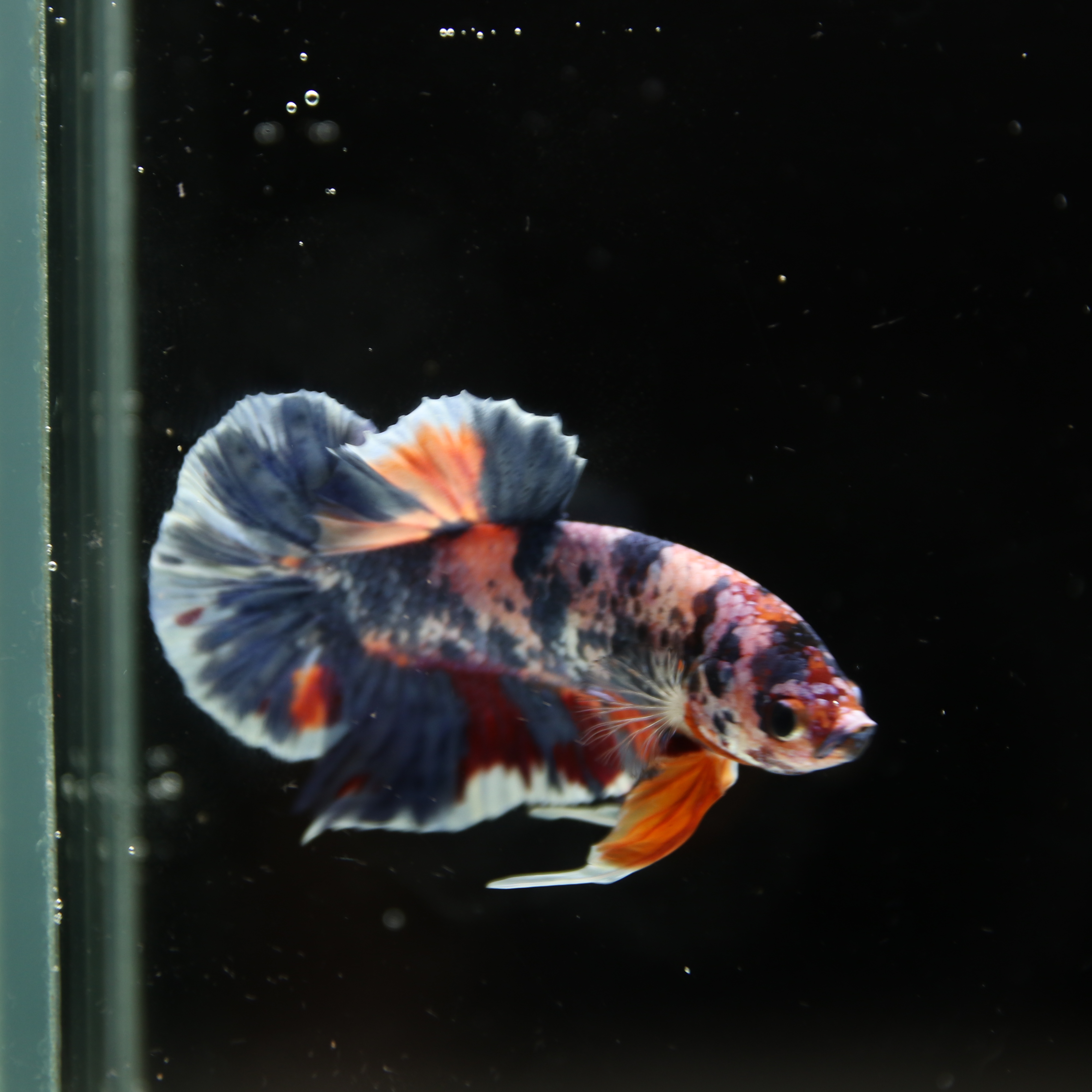 Betta Spendens Fancy Half Moon Plakad Candy Yellow HMPK Male HMPK-BL-3005226-015