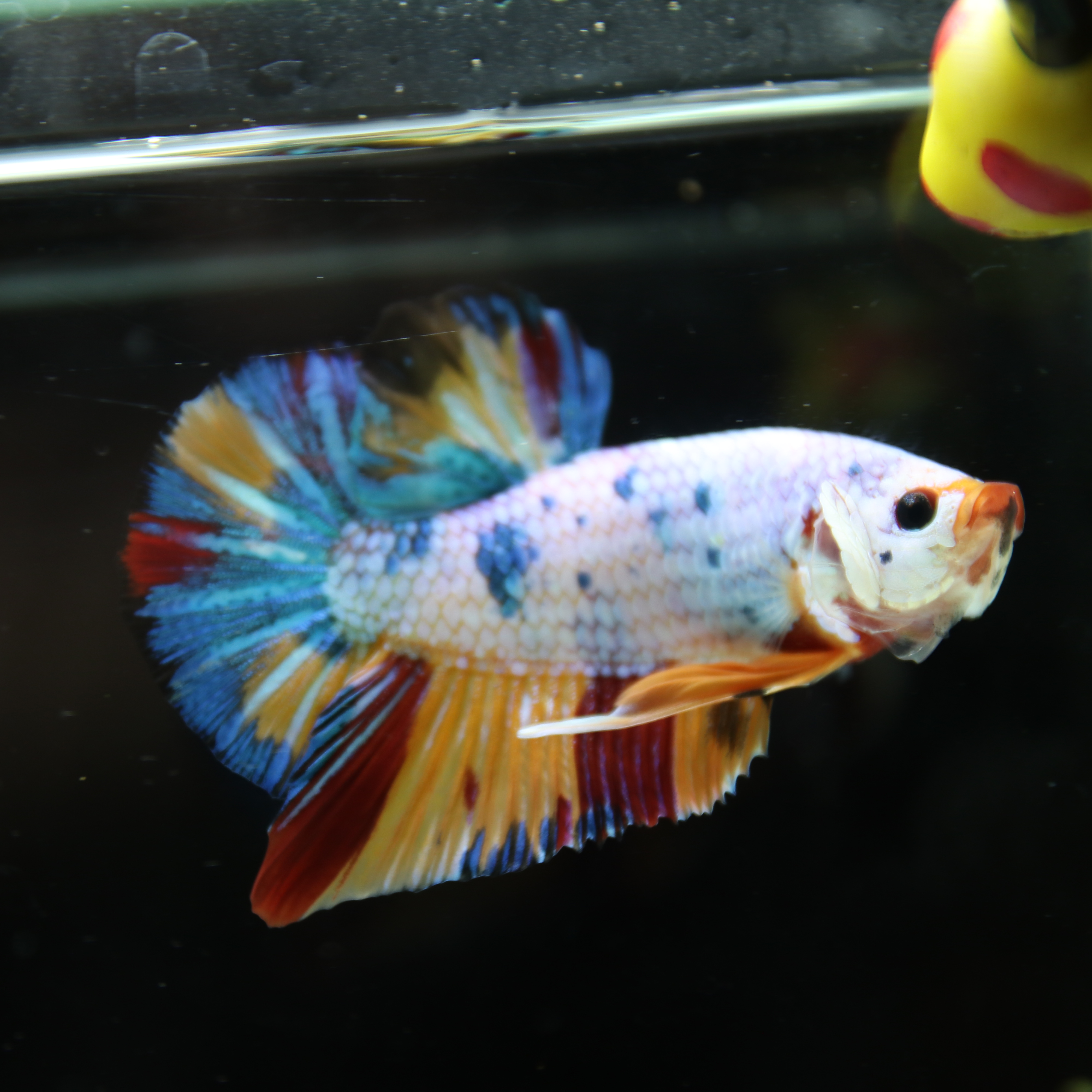 Betta Spendens Fancy Half Moon Plakad Candy Yellow HMPK Male HMPK-BL-3005226-016