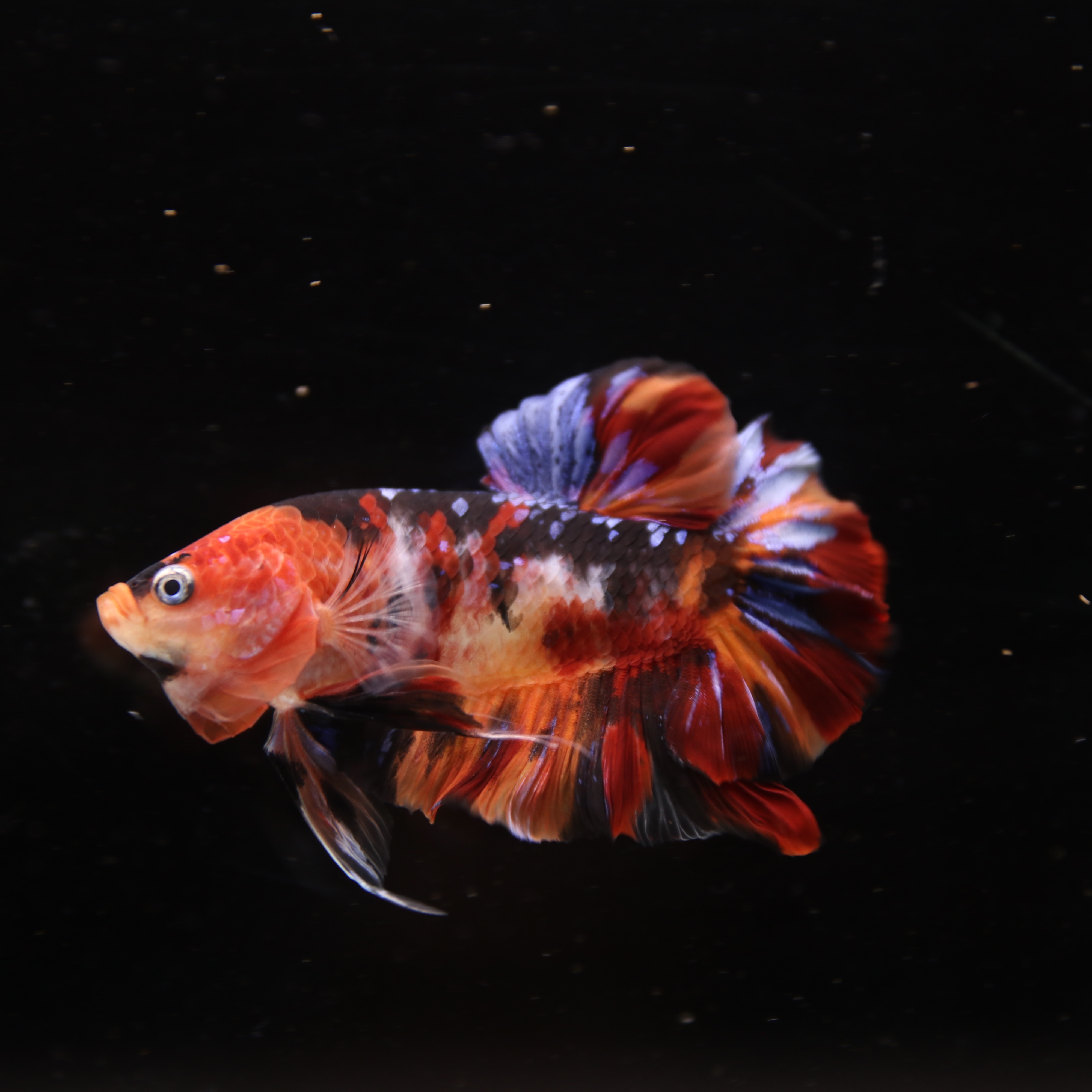 Betta Spendens Fancy Half Moon Plakad Candy Yellow HMPK Male HMPK-BL-3005226-018