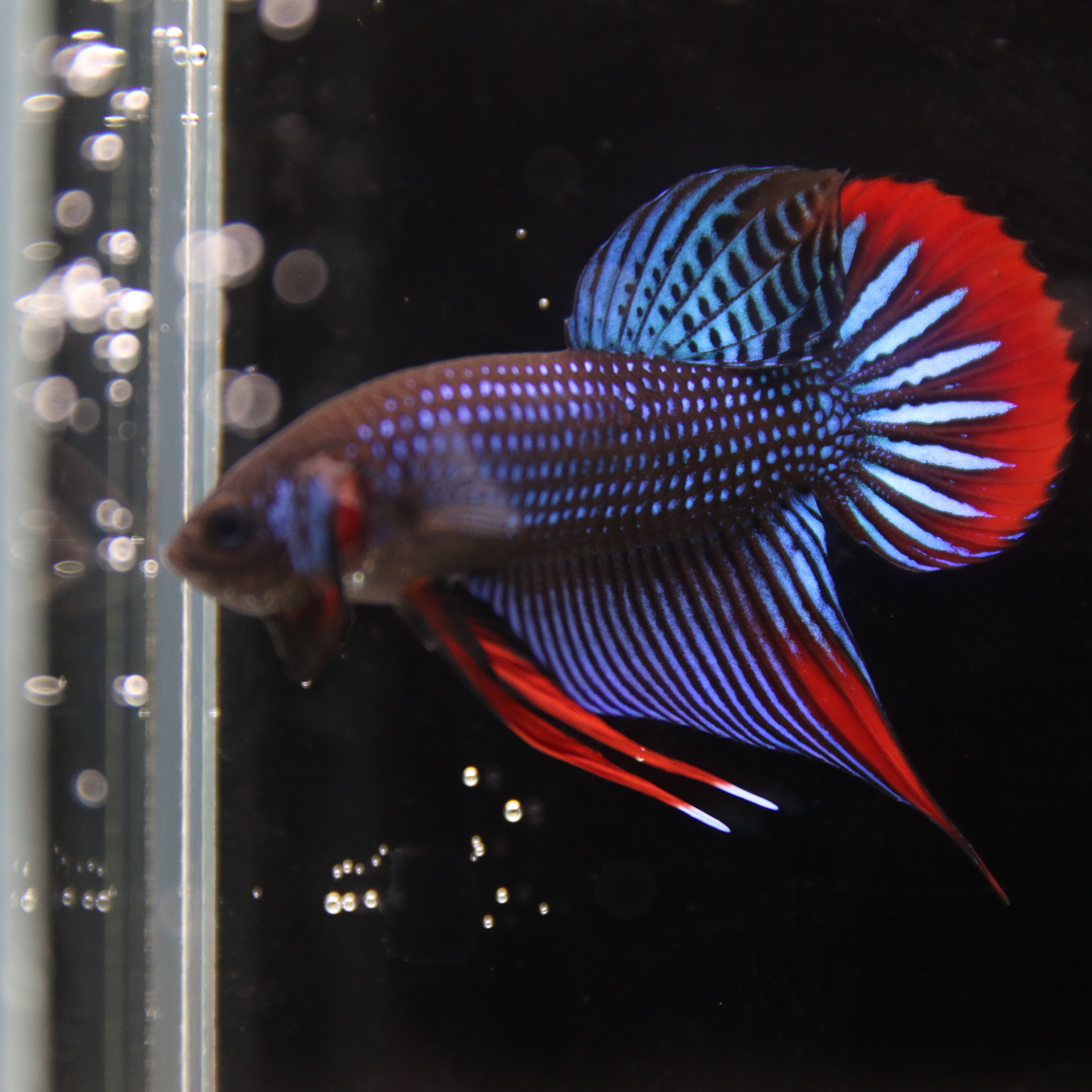 Betta Spendens Wild Imbellis Plakad Male Green BT-WI-0106226-019