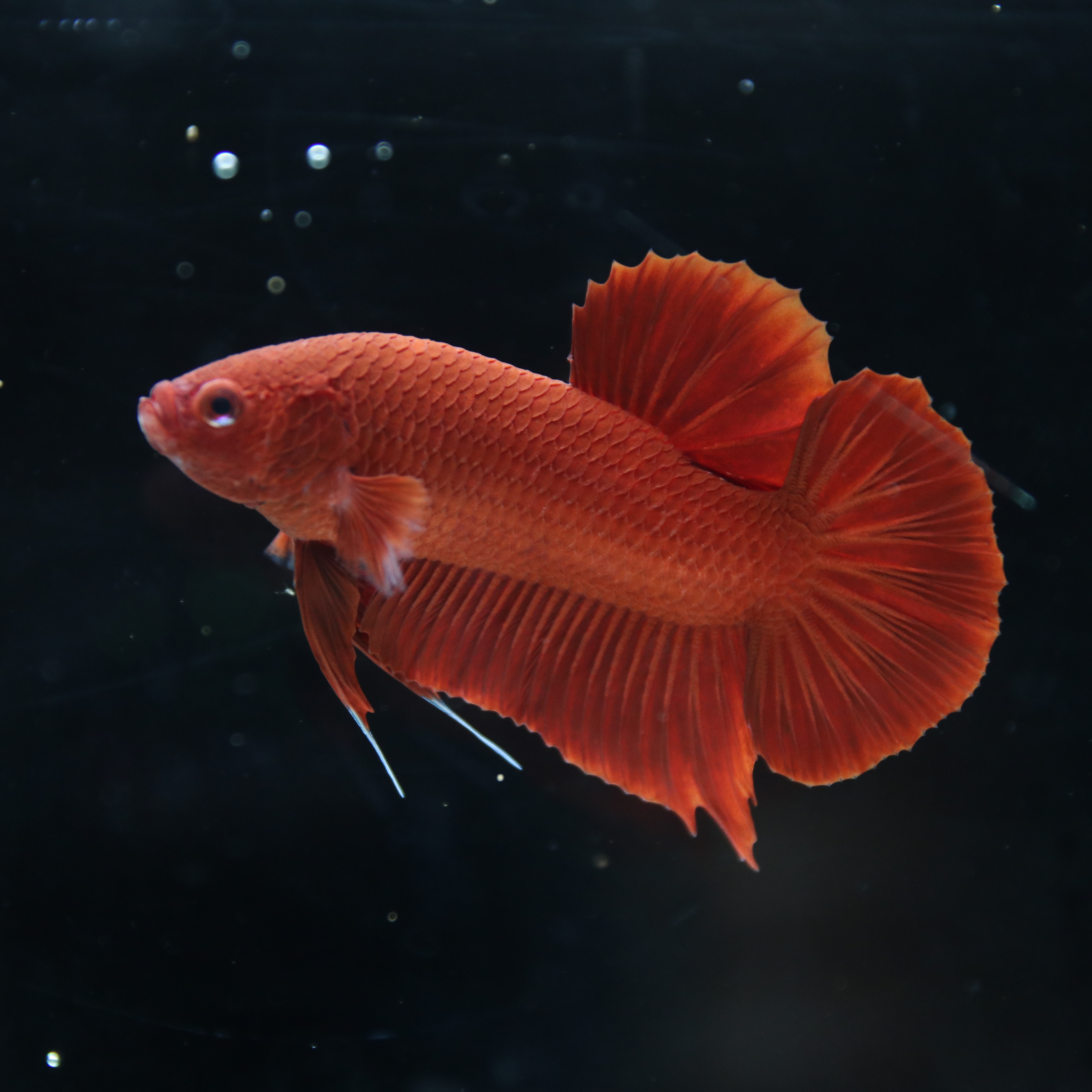 Betta Spendens Plakad Supper Red Male