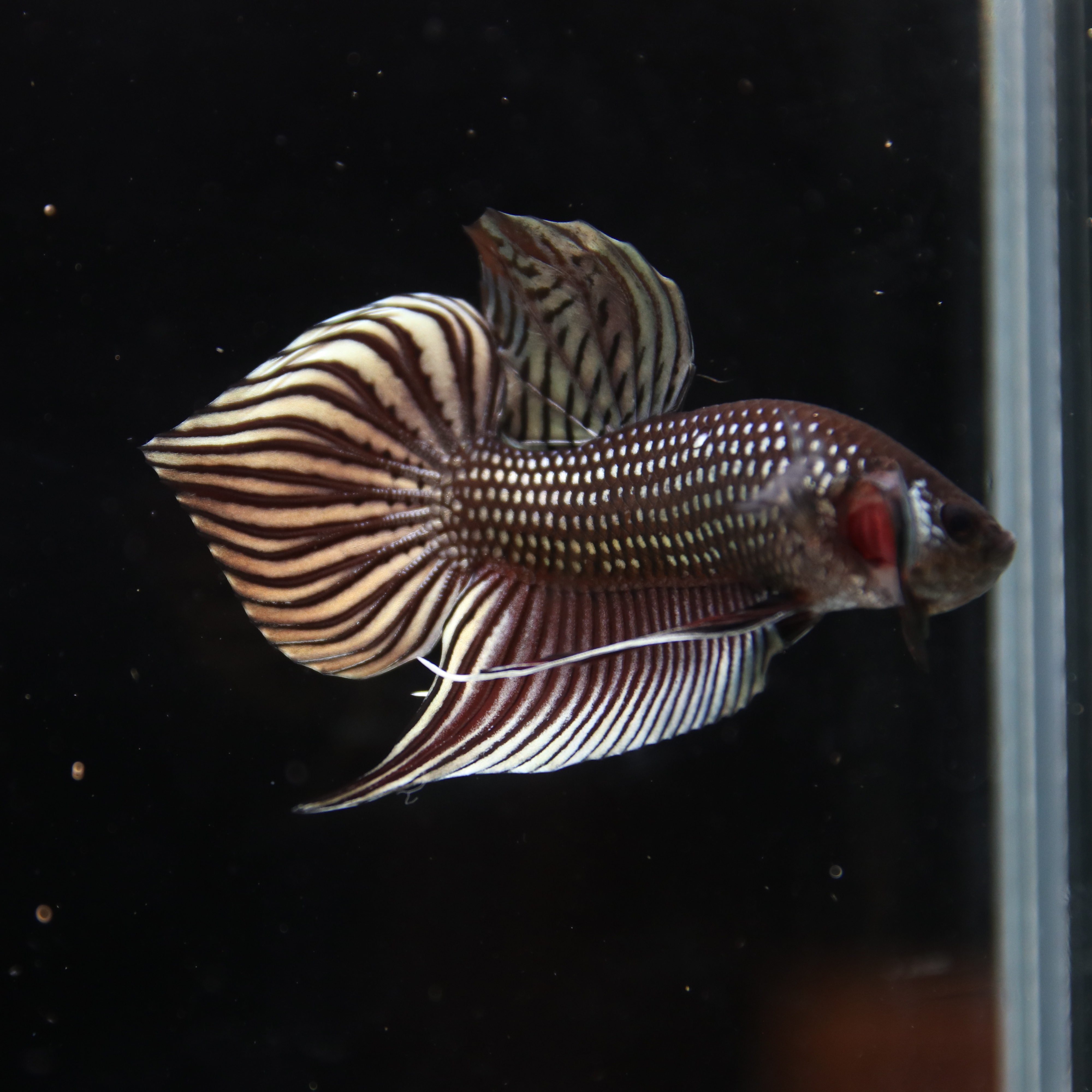 Betta splendens Wild Mahachai Copper Male