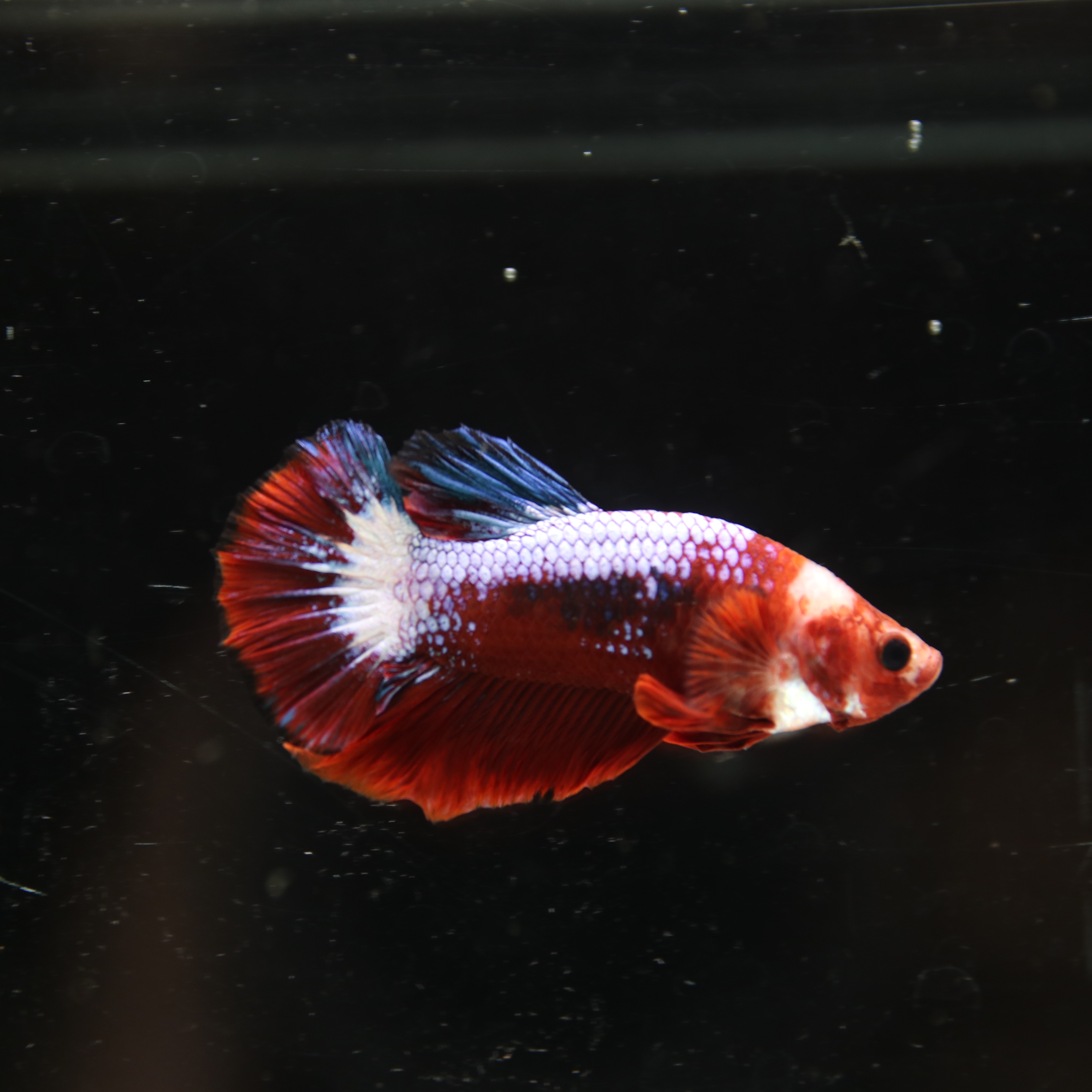 Betta Spendens Red Hellboy White Armor  Plakad Male Blue BT-WI-0906226-021
