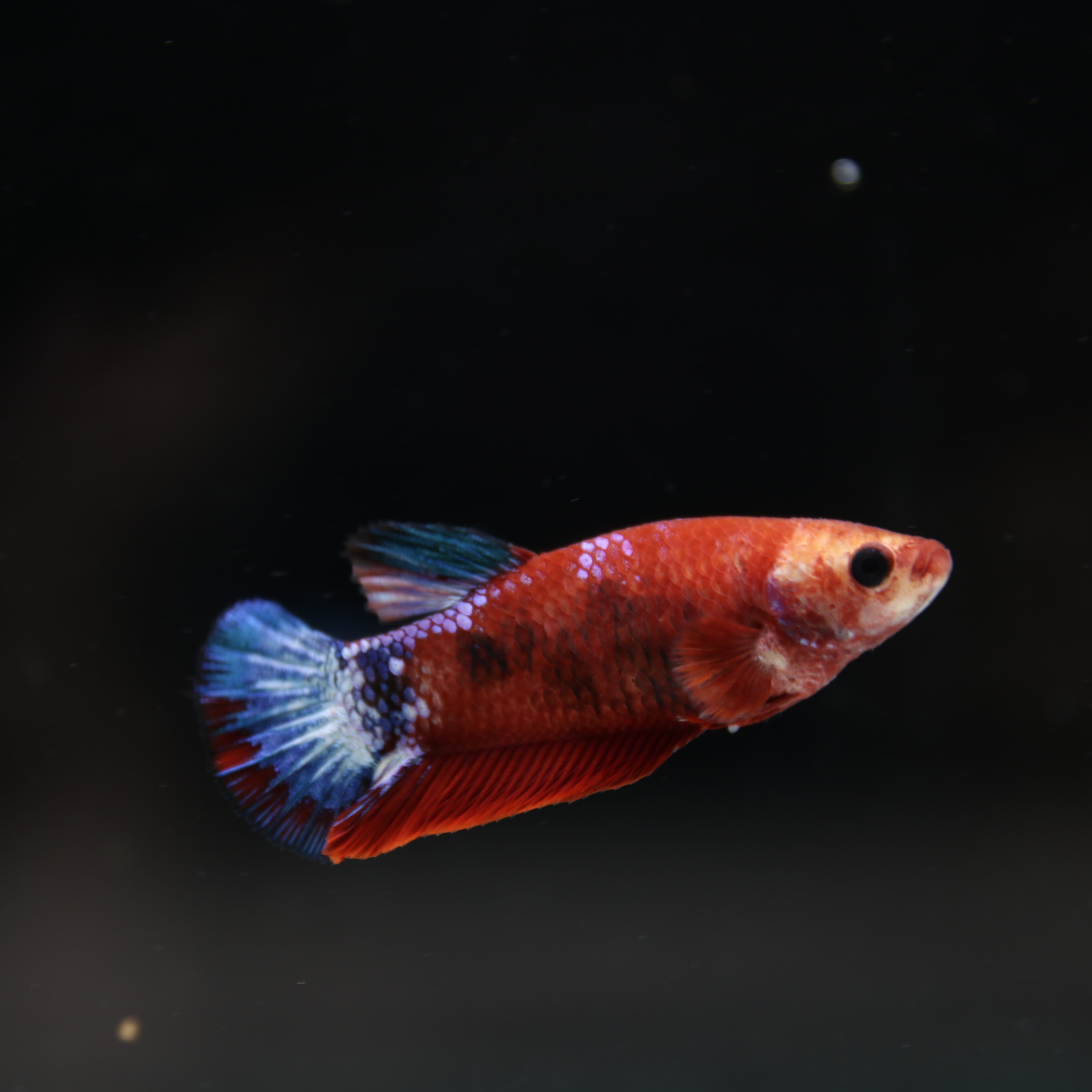Betta Spendens Red Hellboy White Armor Plakad Female Blue BT-WI-0906226-022