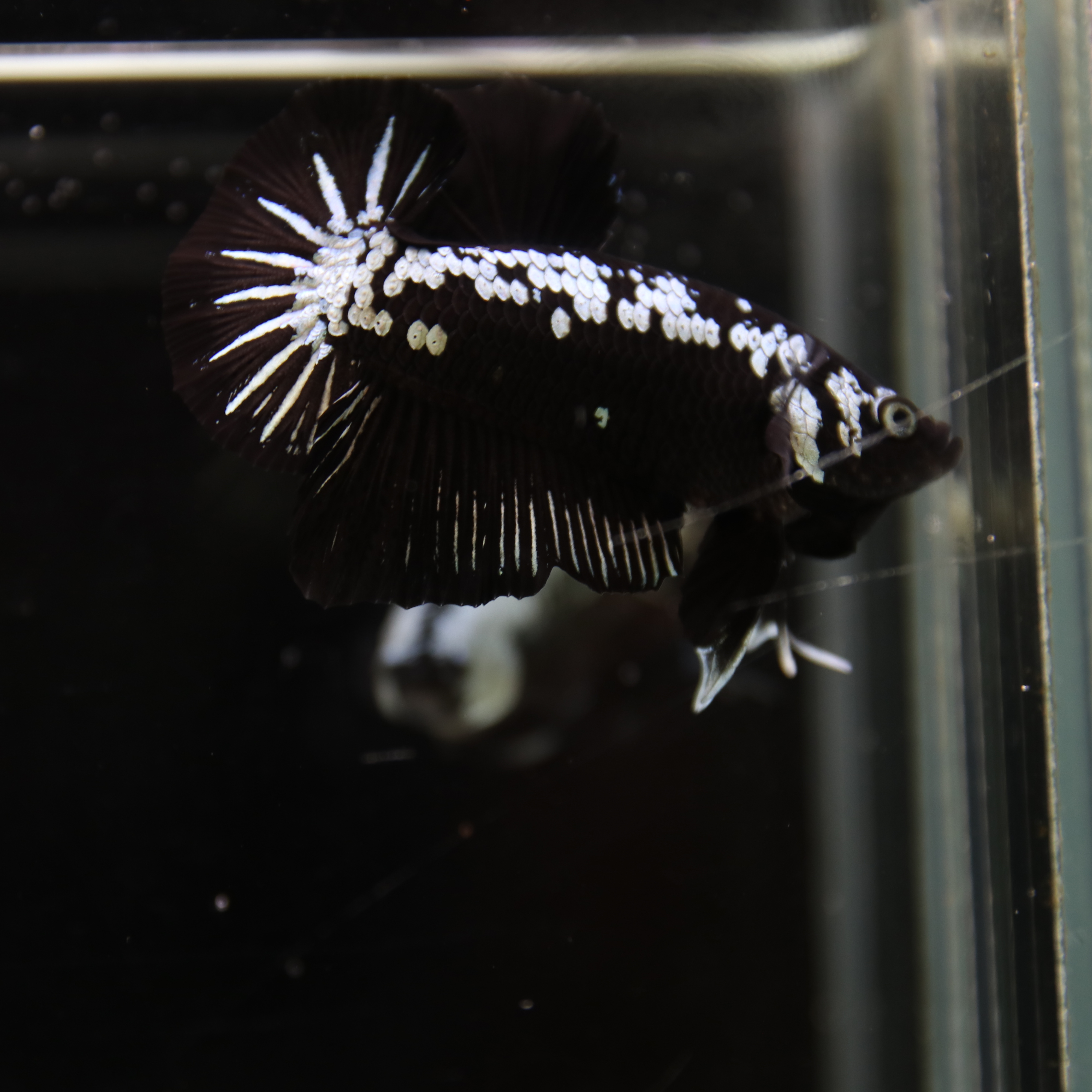 Betta Spendens Red Samurai Plakad Male Blue BT-WI-0906226-023