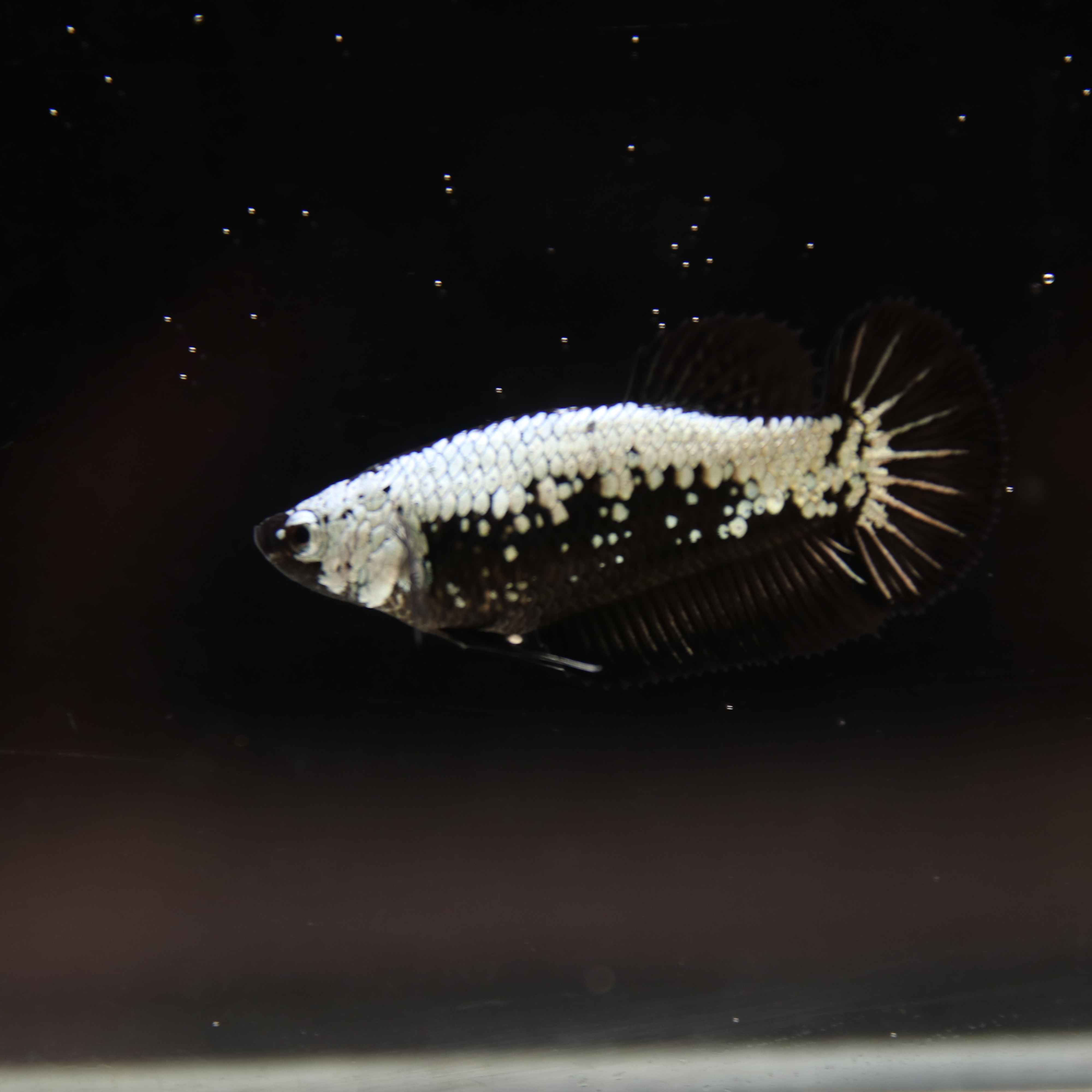 Betta Spendens Red Samurai Plakad Female Blue BT-WI-0906226-024