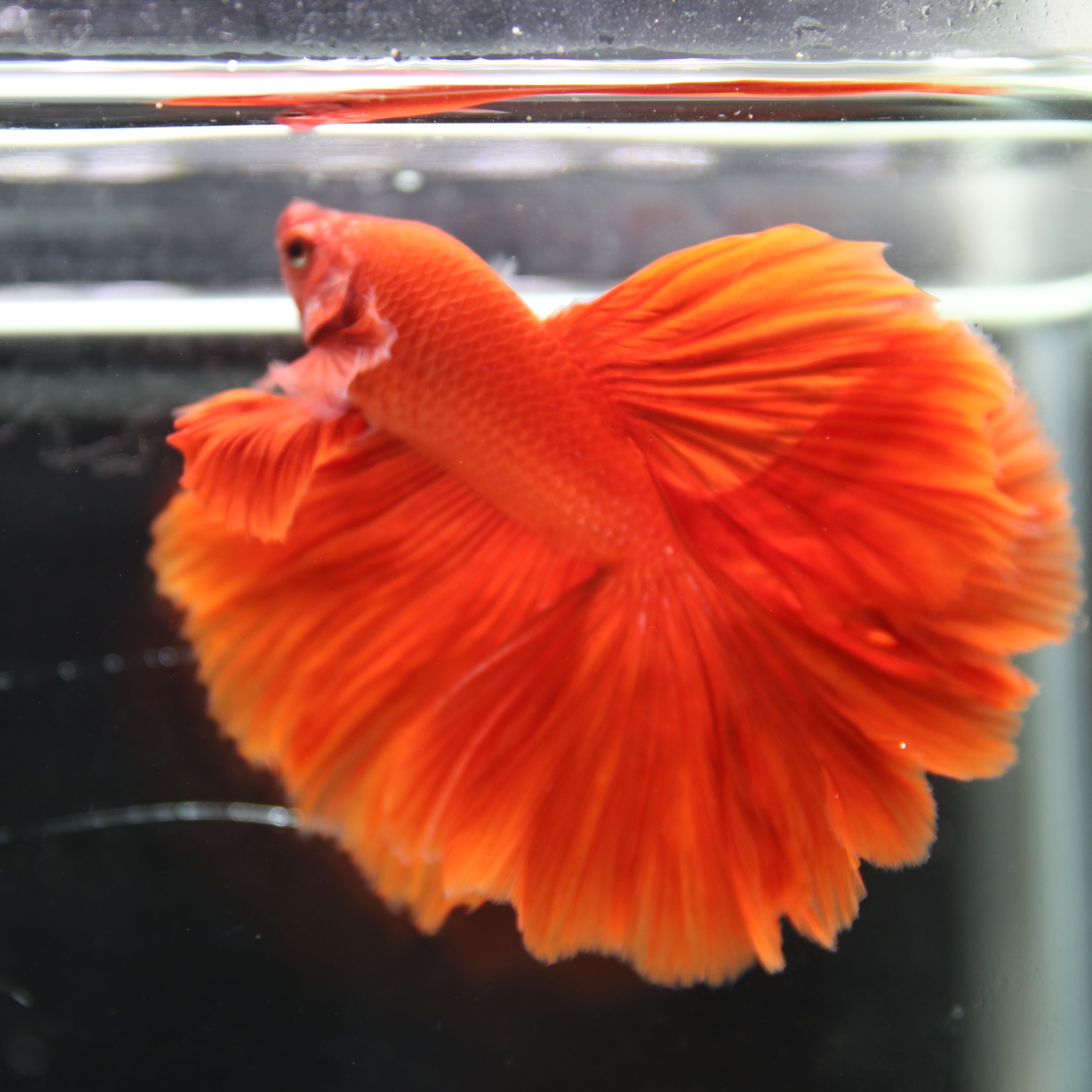Betta Fish Halfmoon Super Red Male – Show Grade Live Betta Fish HMPK-BL-01072026-001