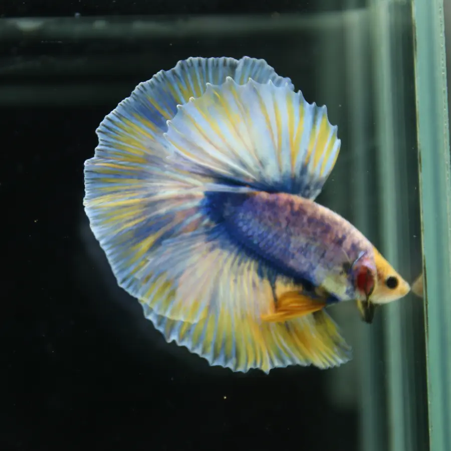 Betta Live Halfmoon Royal Sapphire Buttercream Butterfly Male HMPK-BL-01072026-002